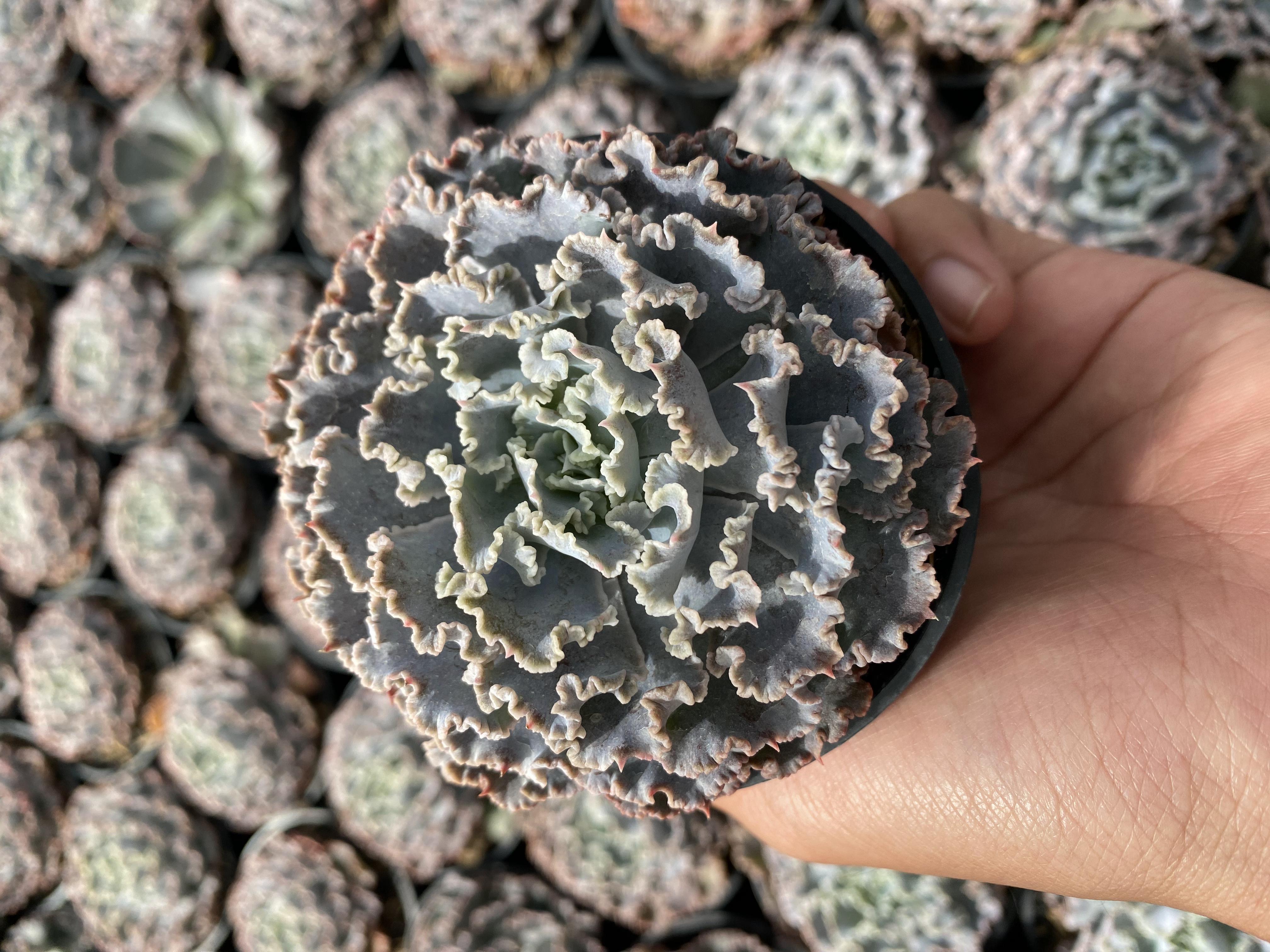 Echeveria Shaviana Truffles