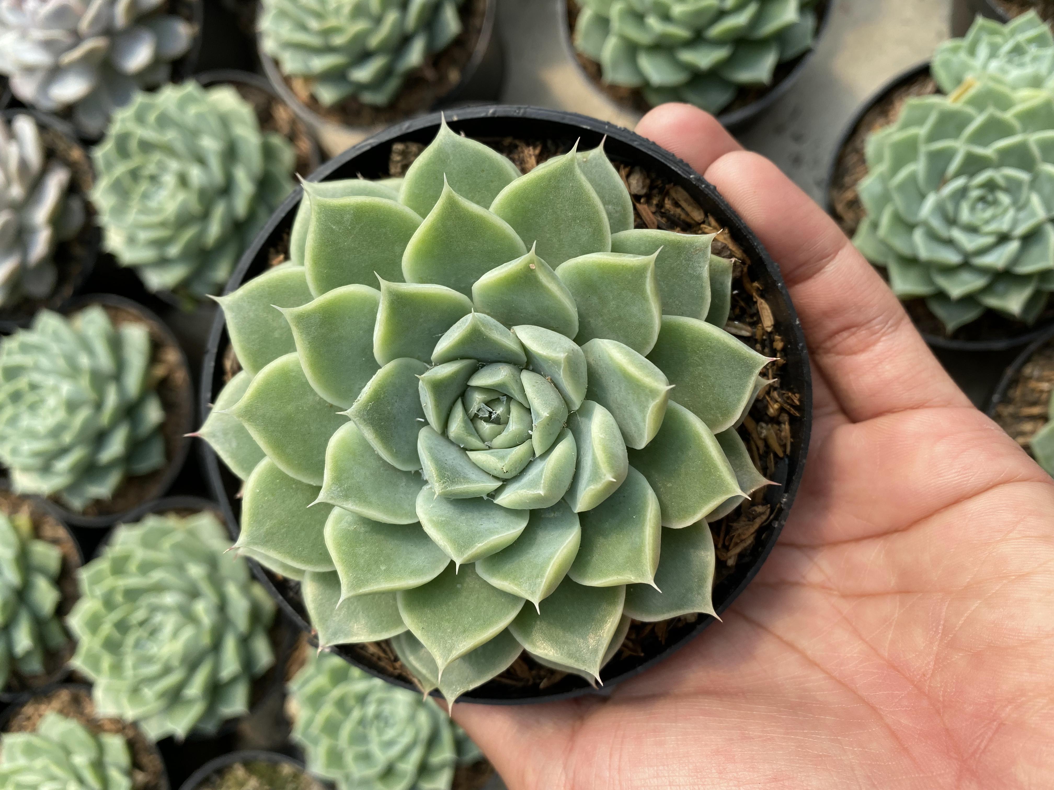 Echeveria Hyalina