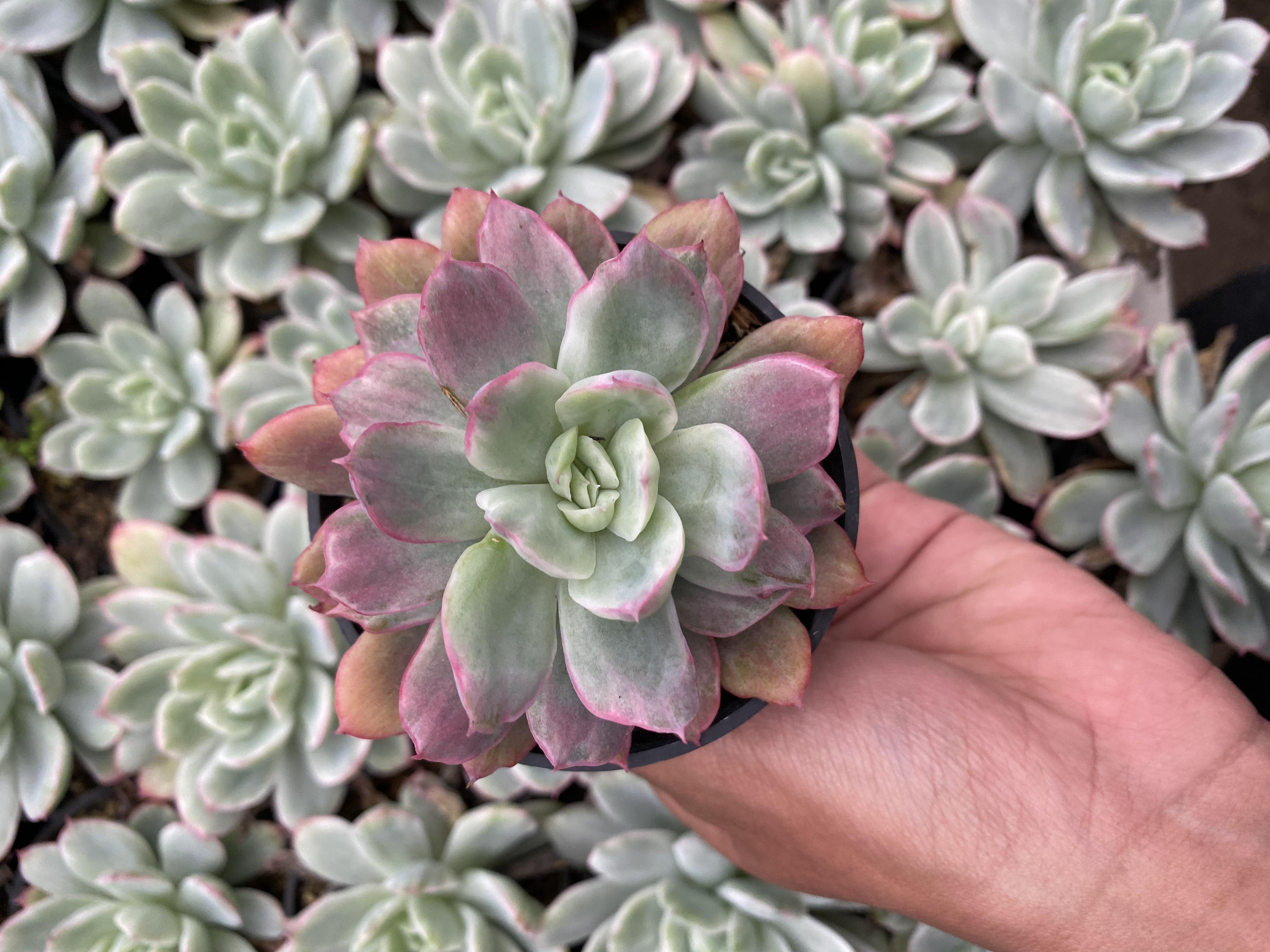 Echeveria Lemon and Lime Pink Mutation