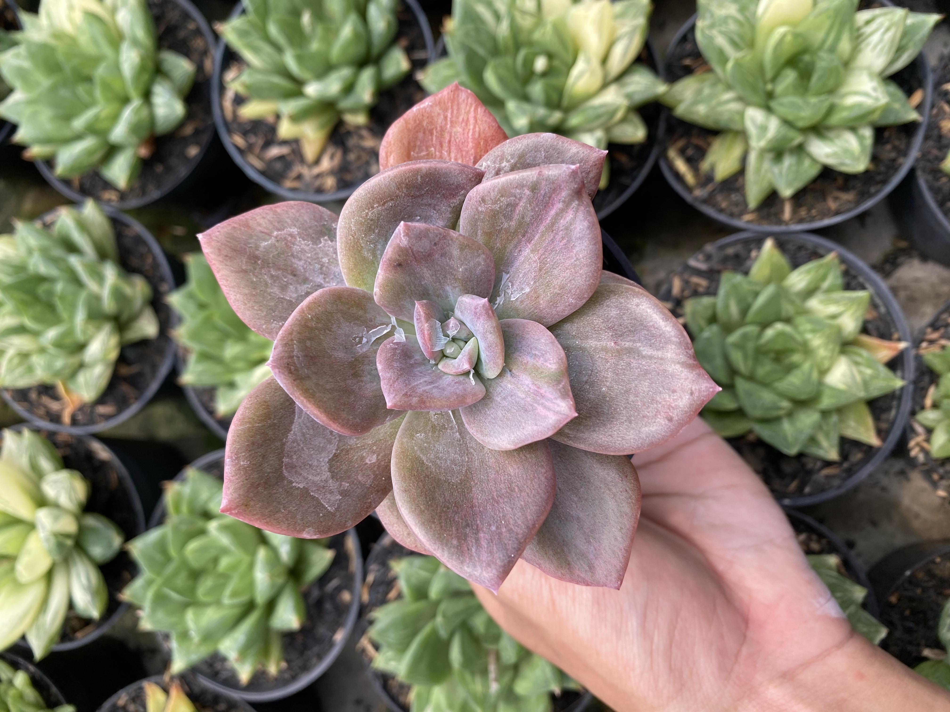 Graptoveria Albert Baynes Mutation