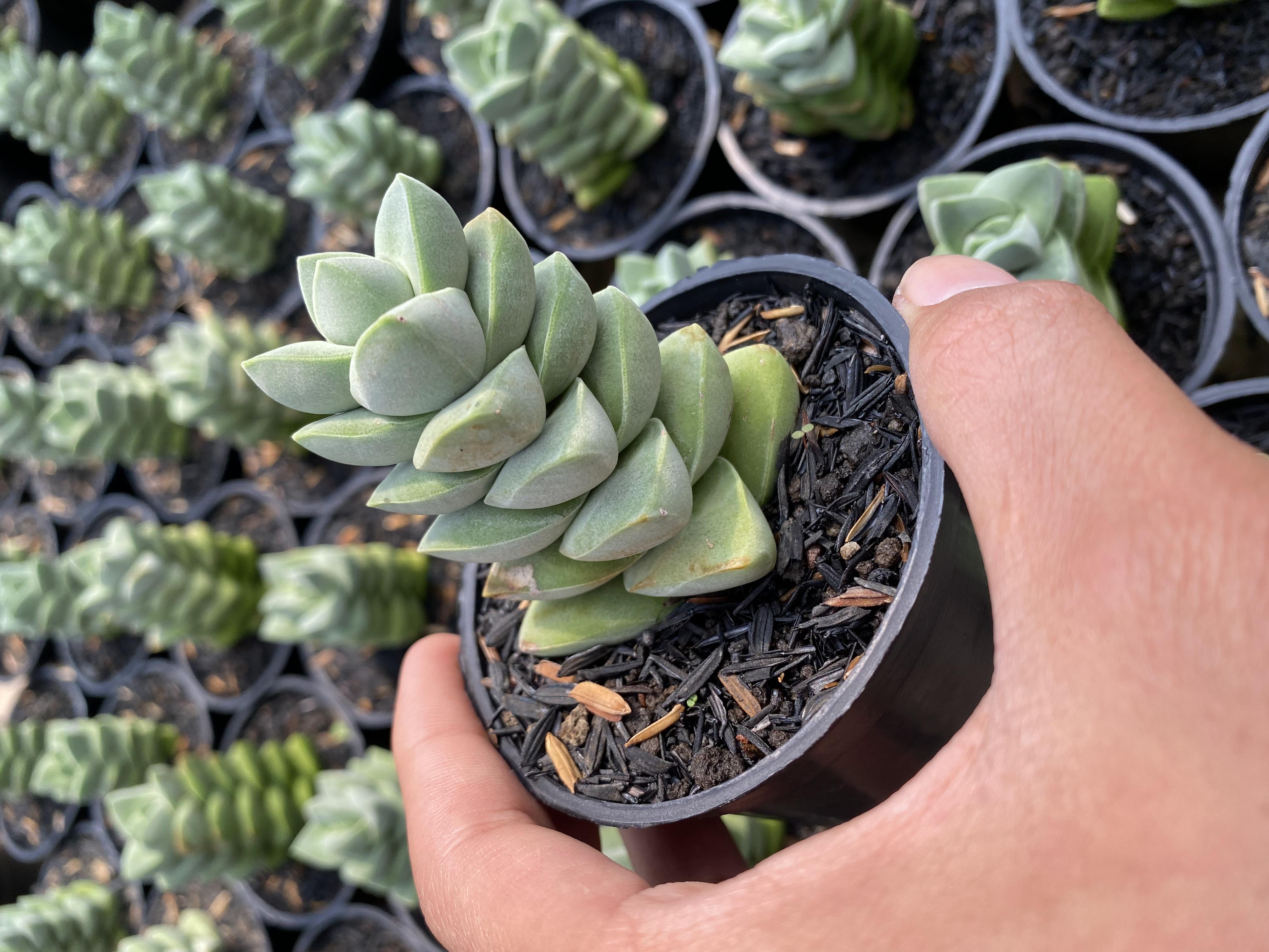 Haworthia Moonglow