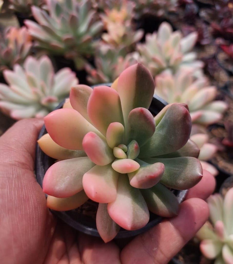 Echeveria Torres Variegated