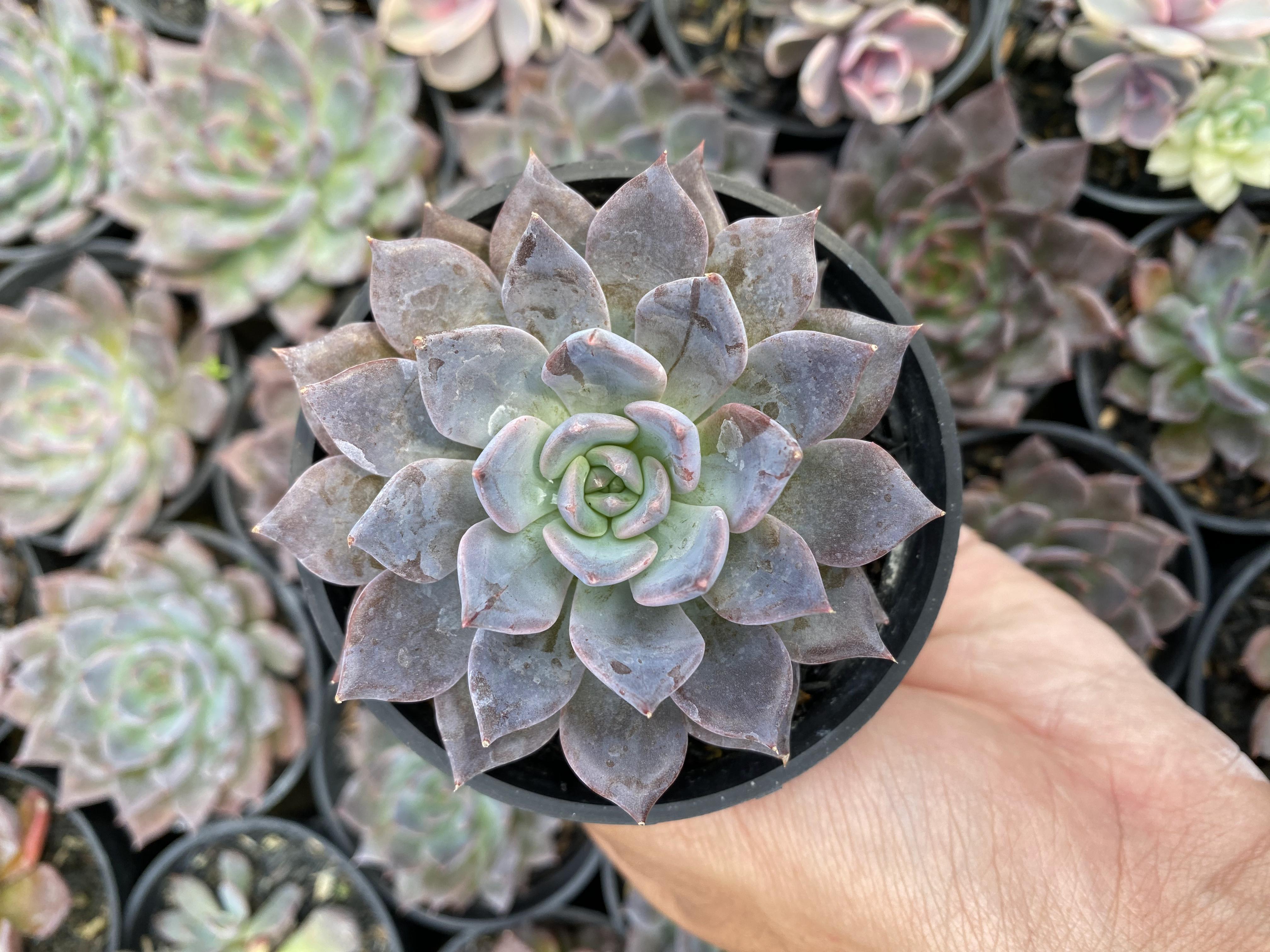 Echeveria Blue Prince