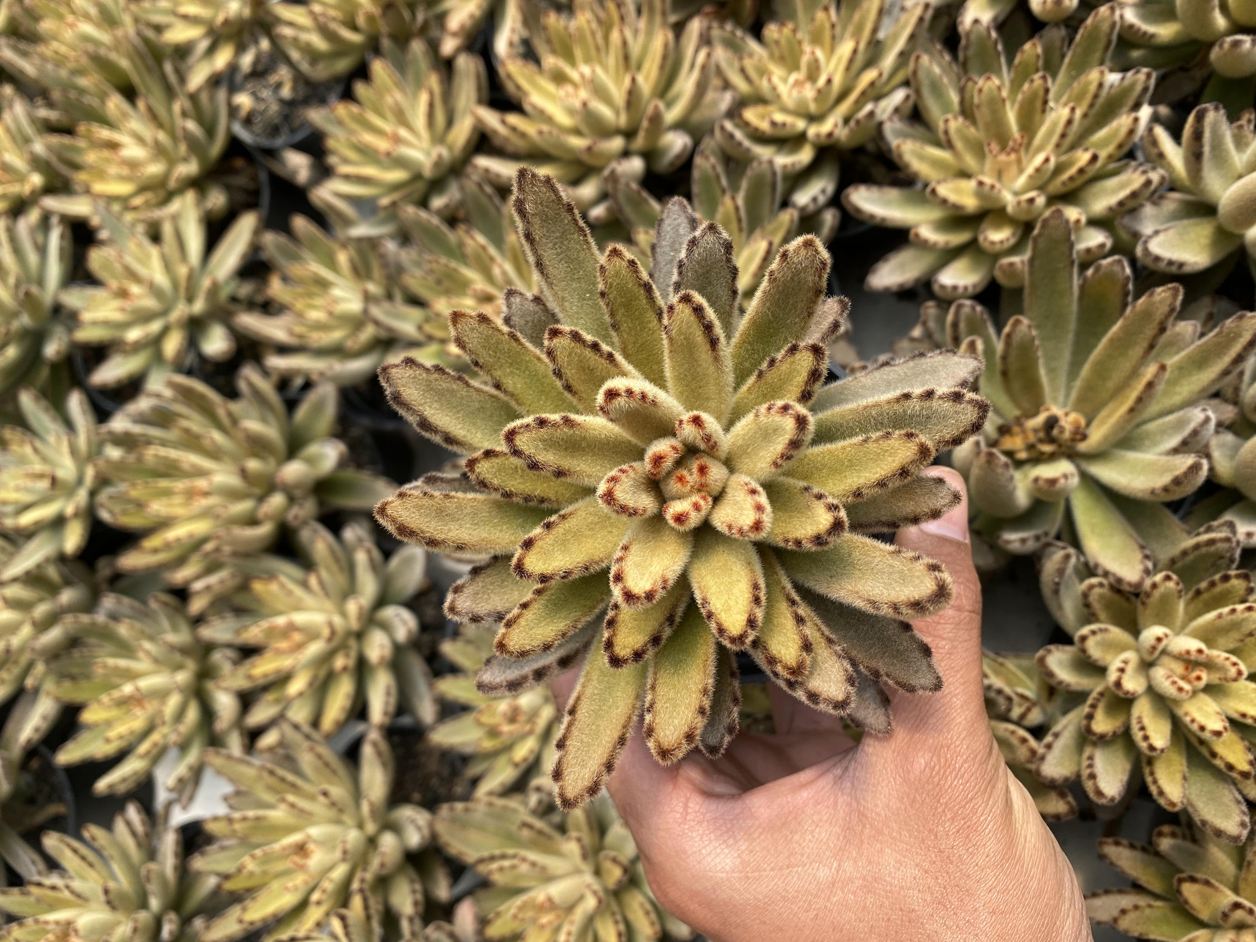 Kalanchoe Tomentosa Chocolate Soldier