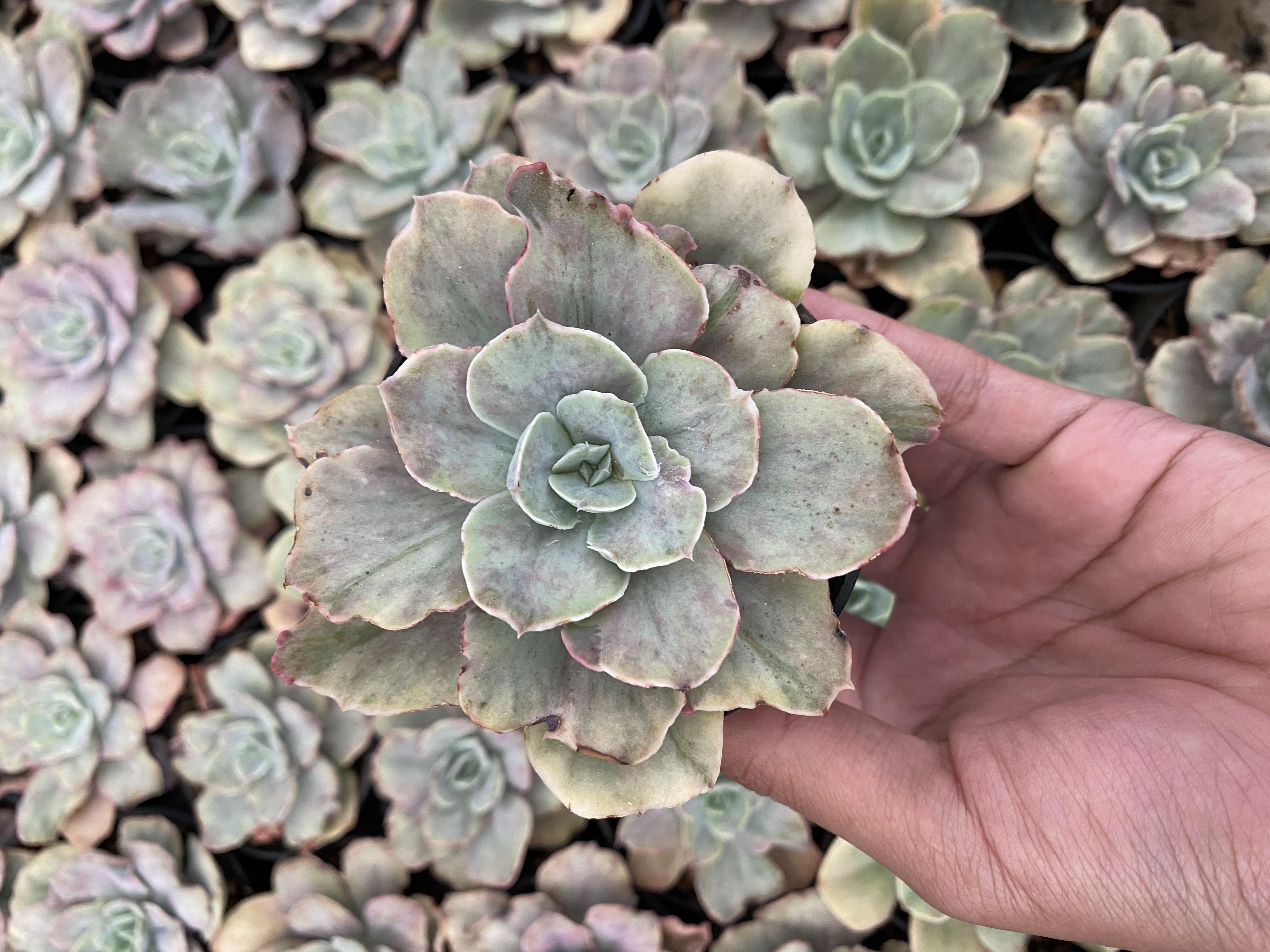 Echeveria Cotton Chantilly 