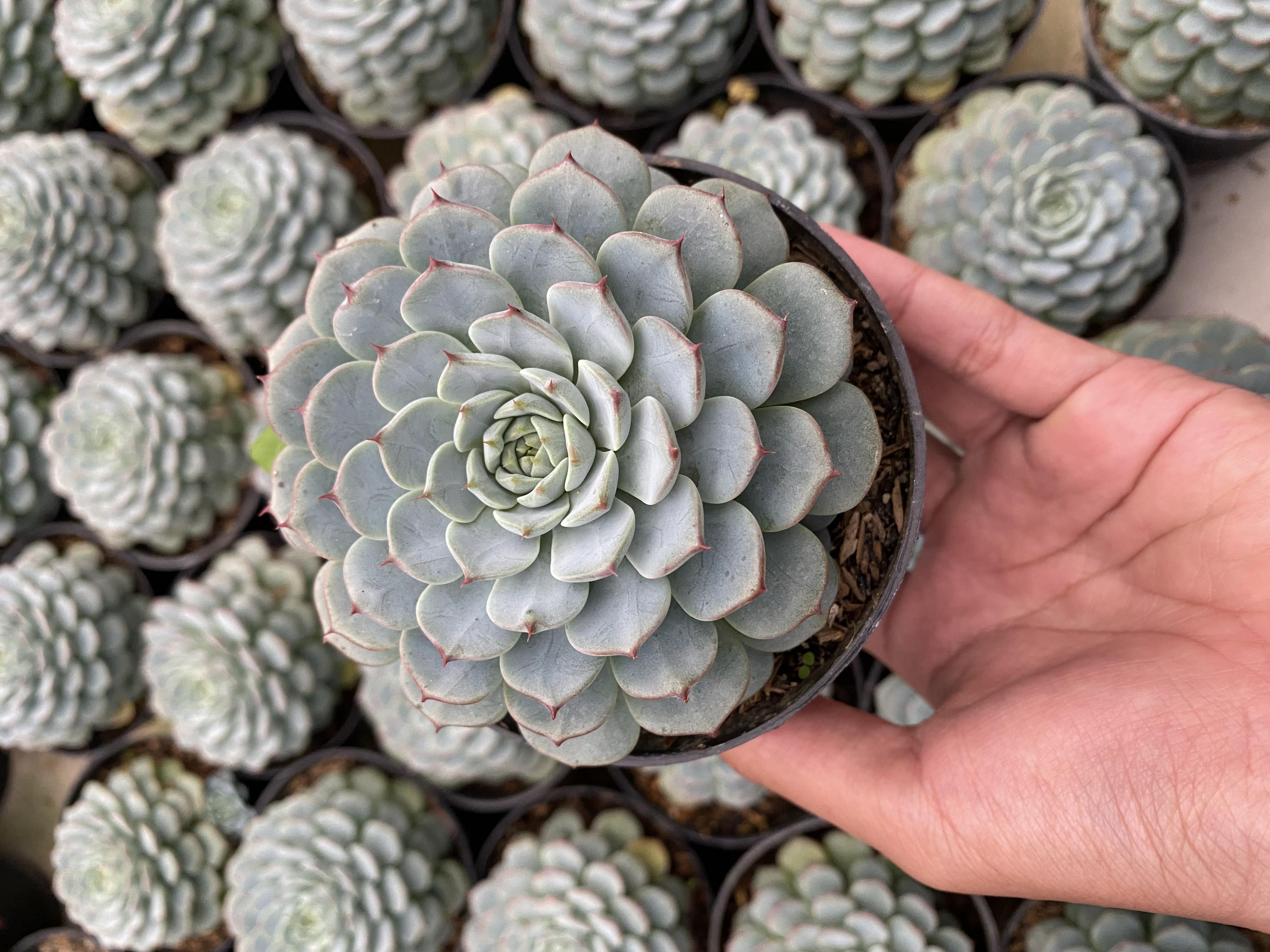 Echeveria Minima