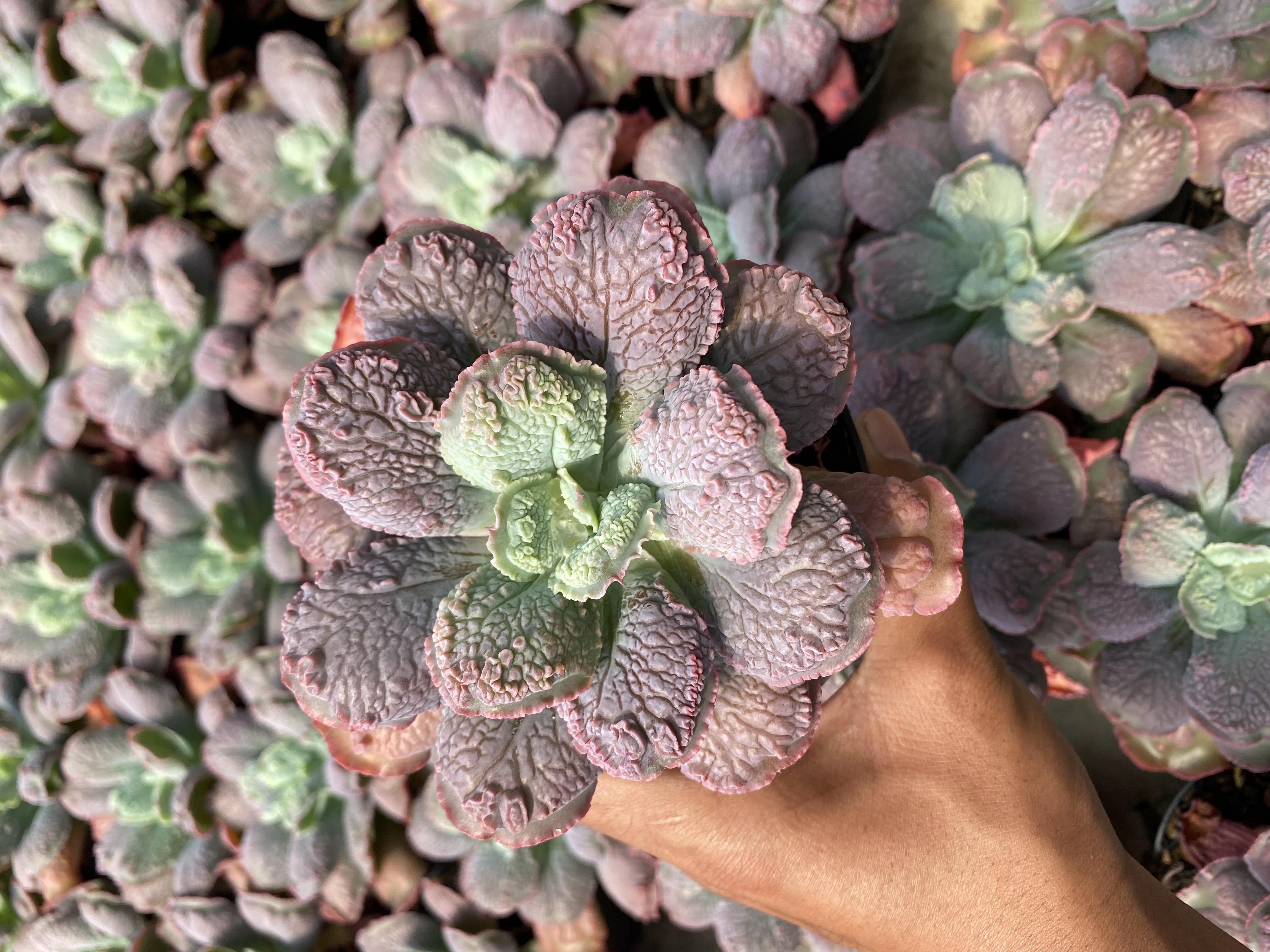 Echeveria Linguas