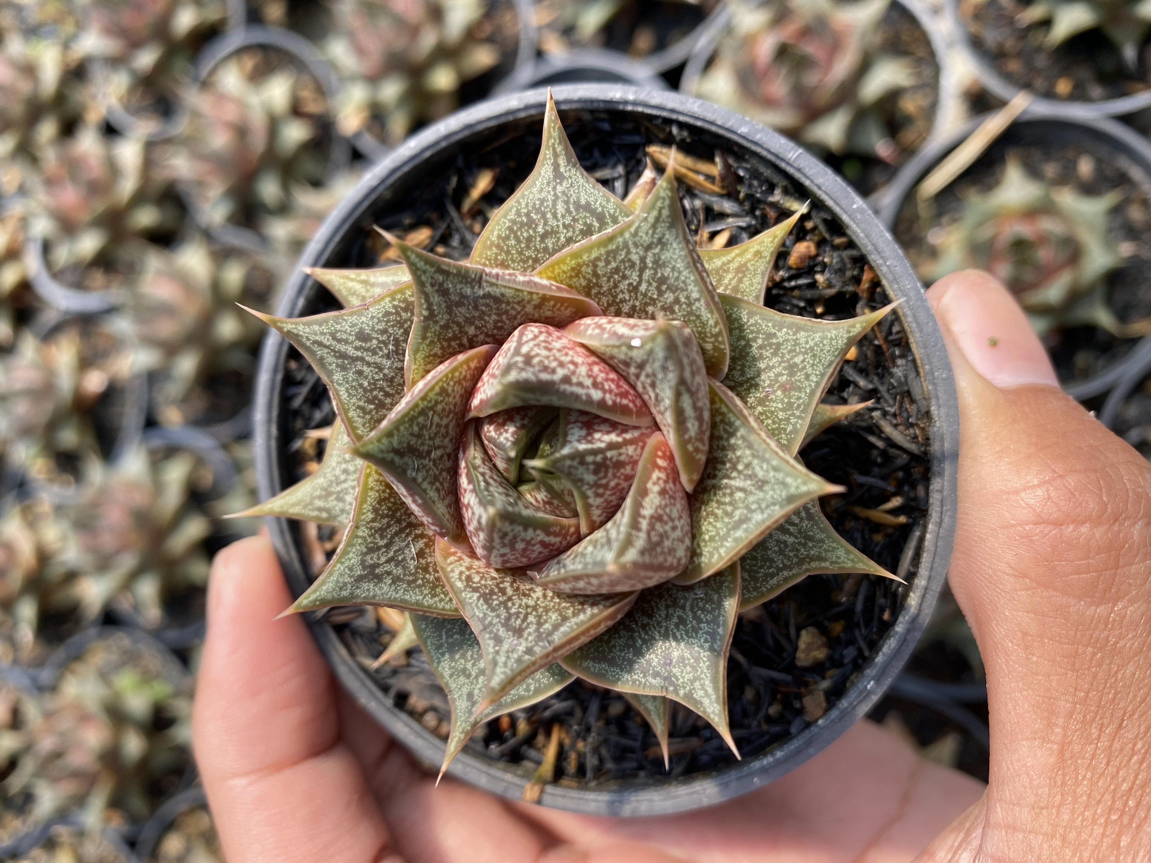 Echeveria Purpusorum