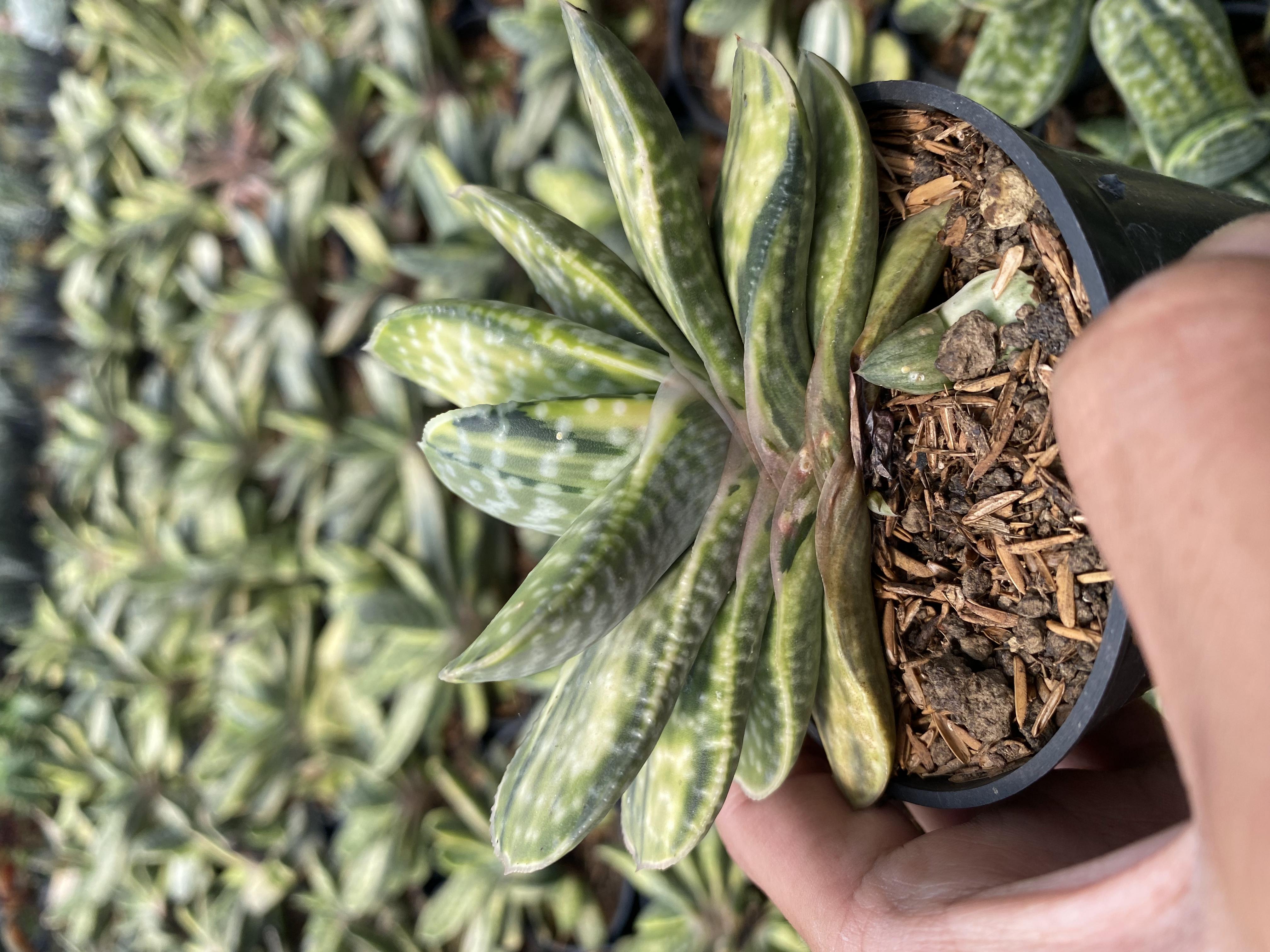 Gasteria Brachyphylla Variegated