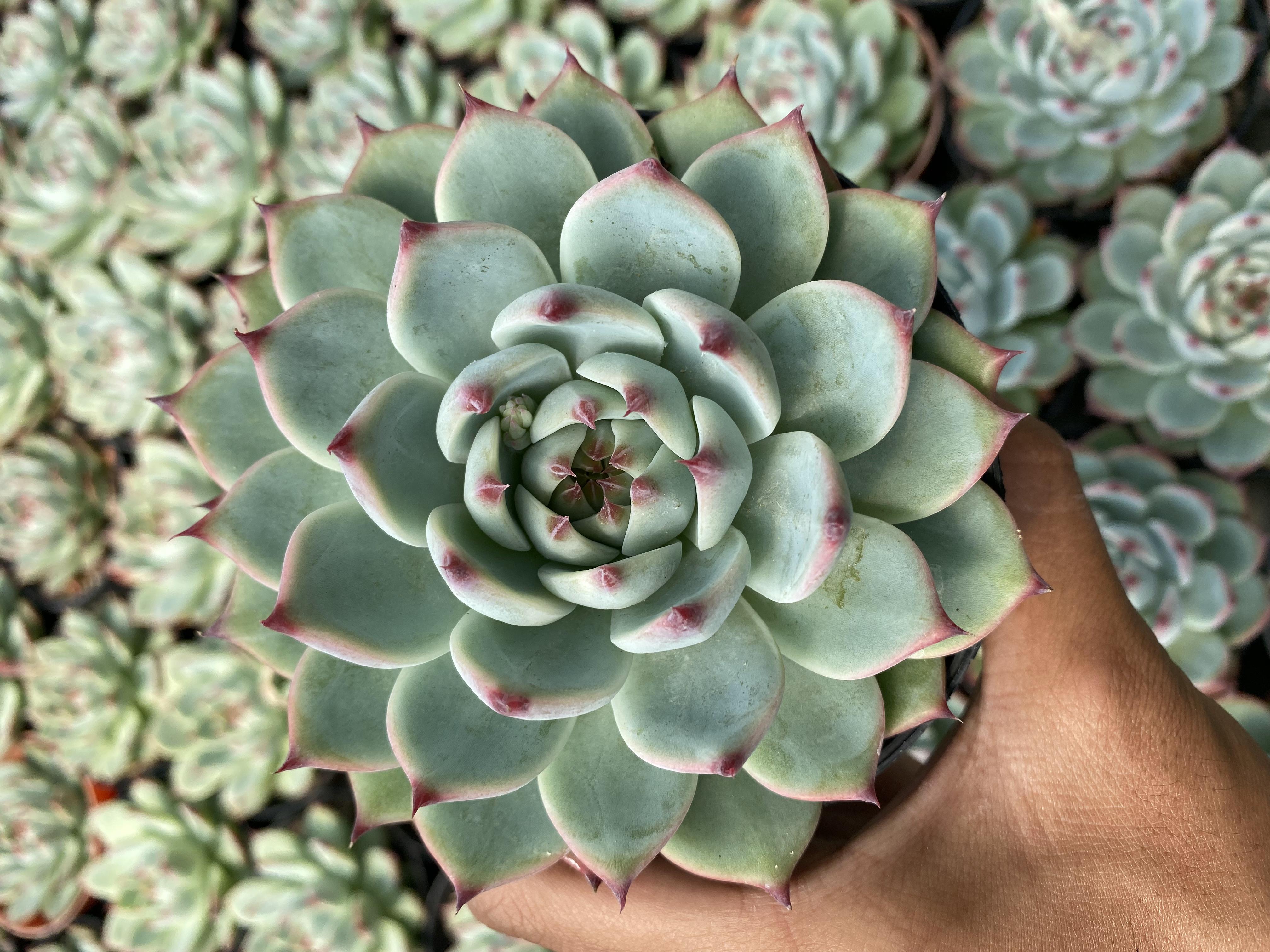 Echeveria Chihuahuaensis