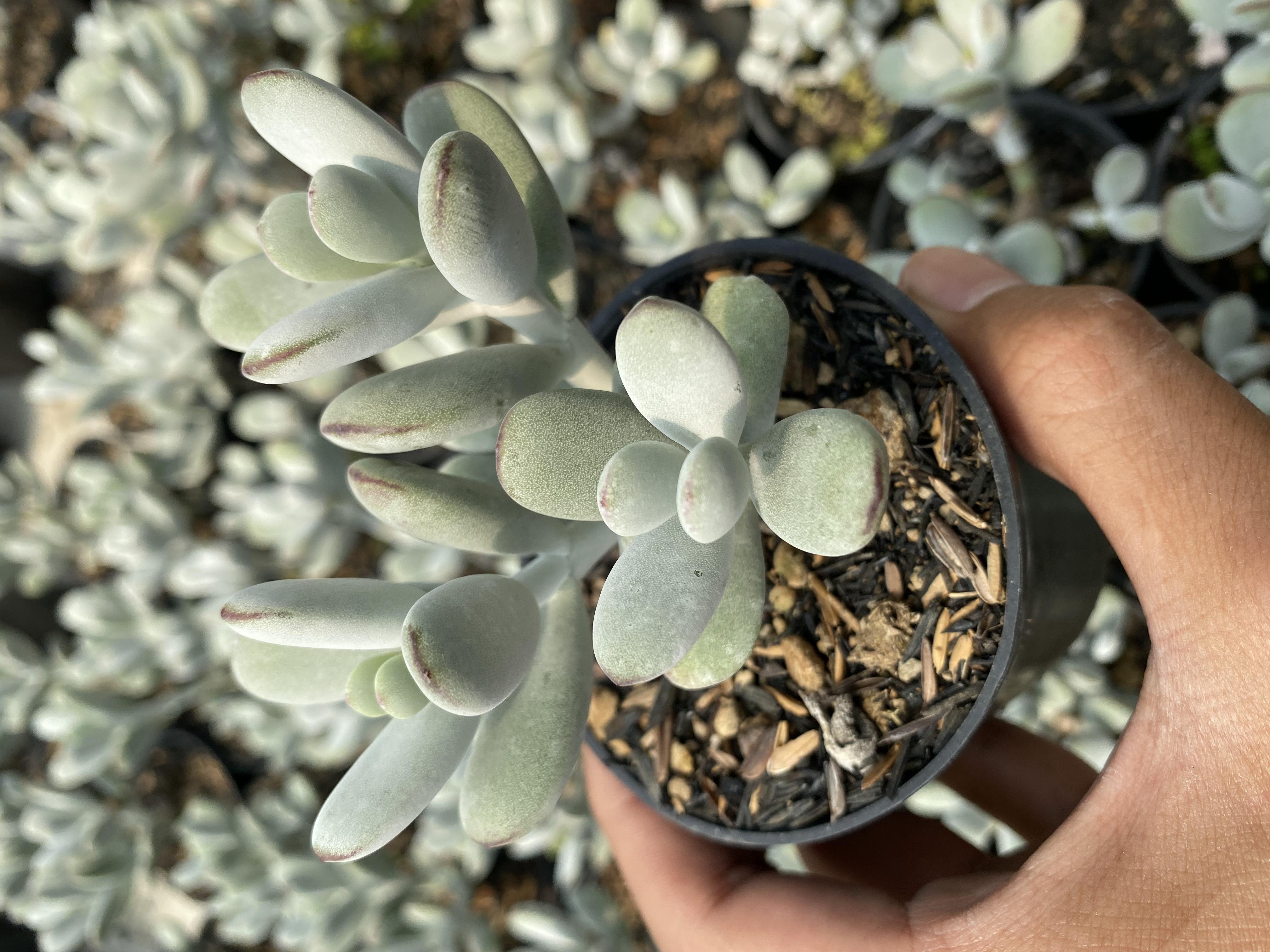 Cotyledon Orbiculata Dinteri