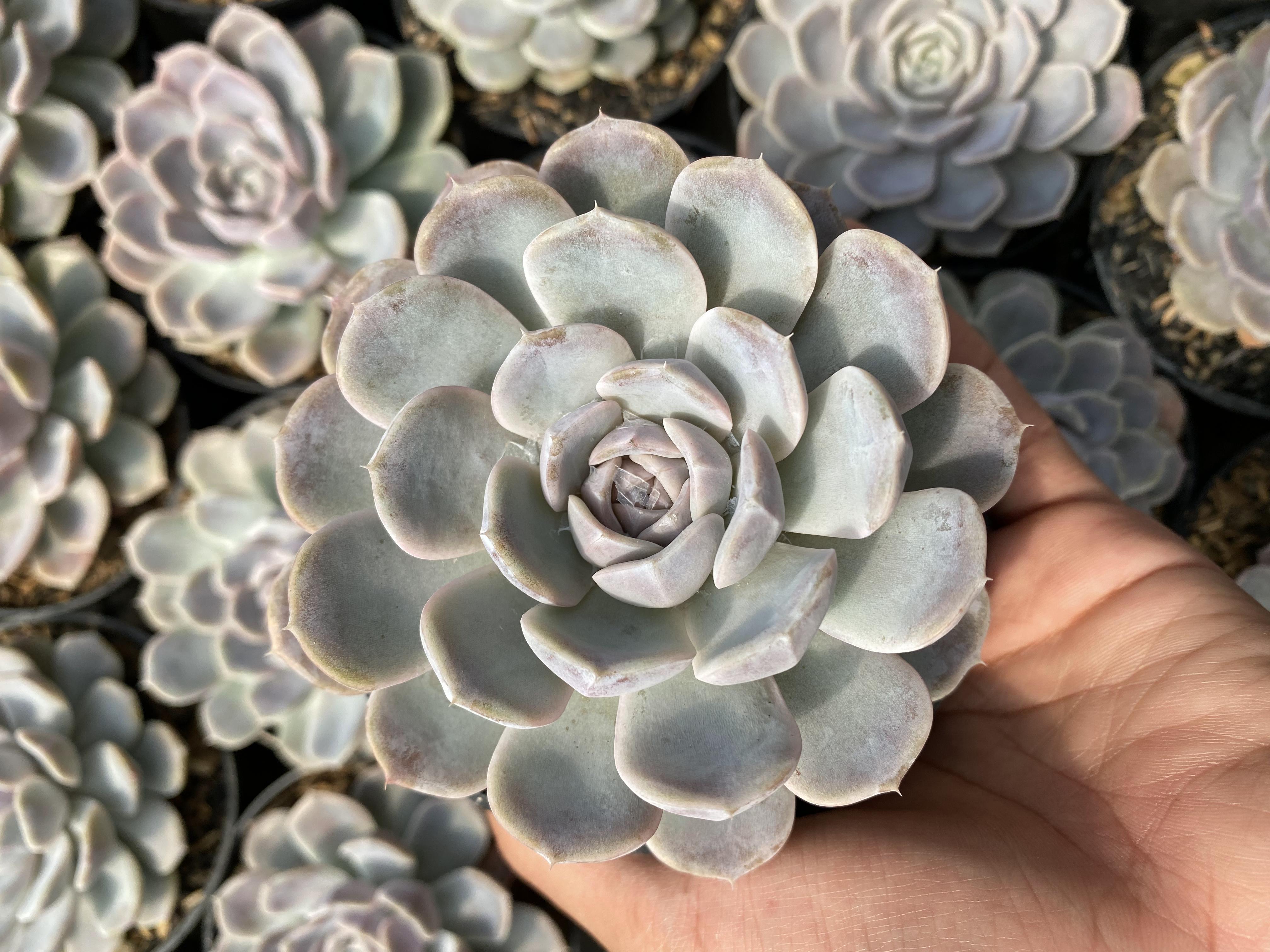 Echeveria Orion