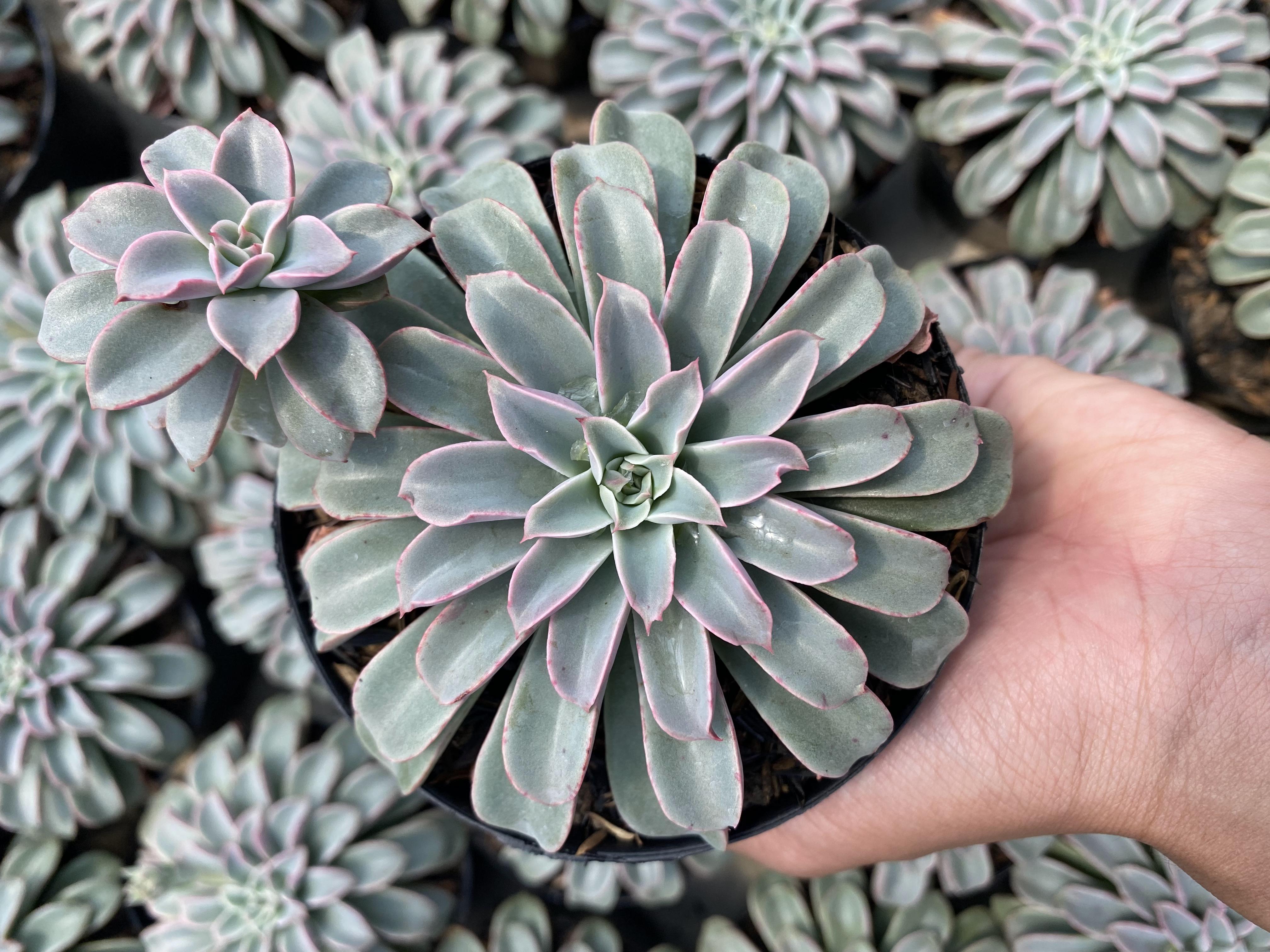 Echeveria Fantastic Fountain