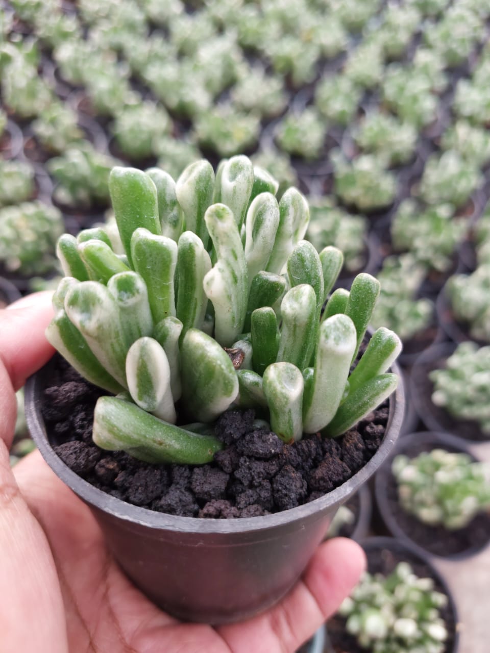 Crassula Ovata ‘Gollum’ Silver Variegated