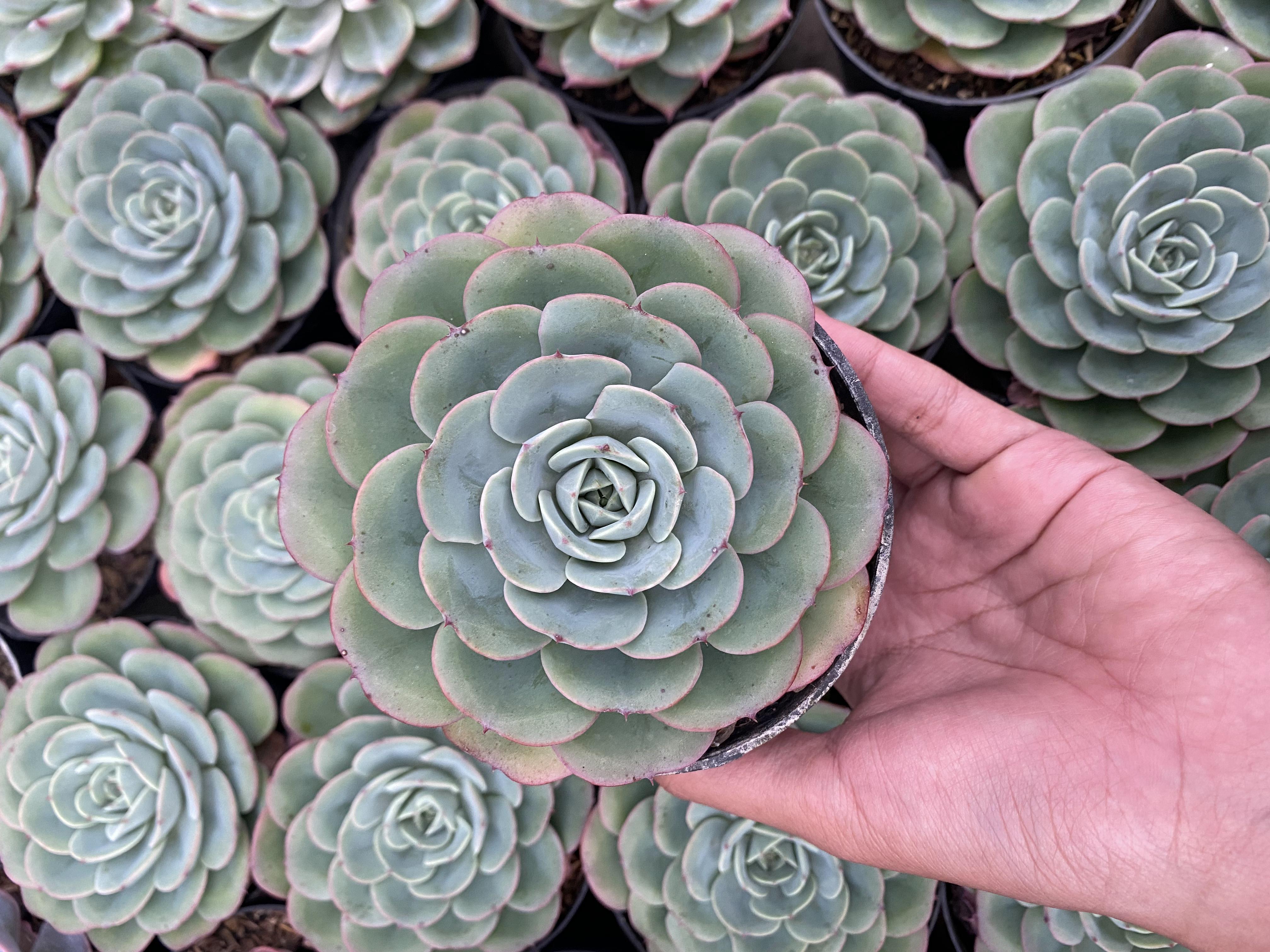 Echeveria Imbricata