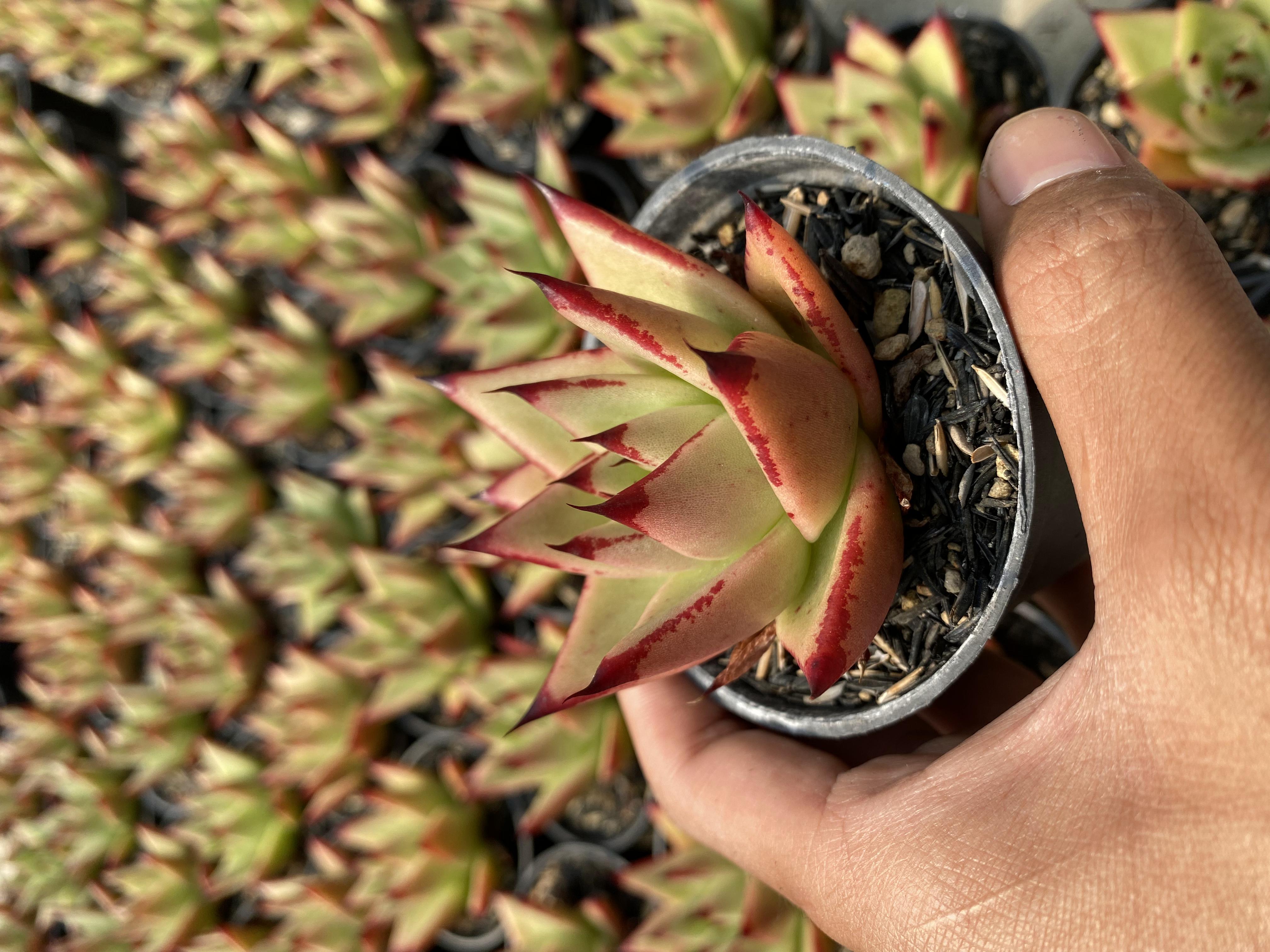 Echeveria Agavoides Ebony