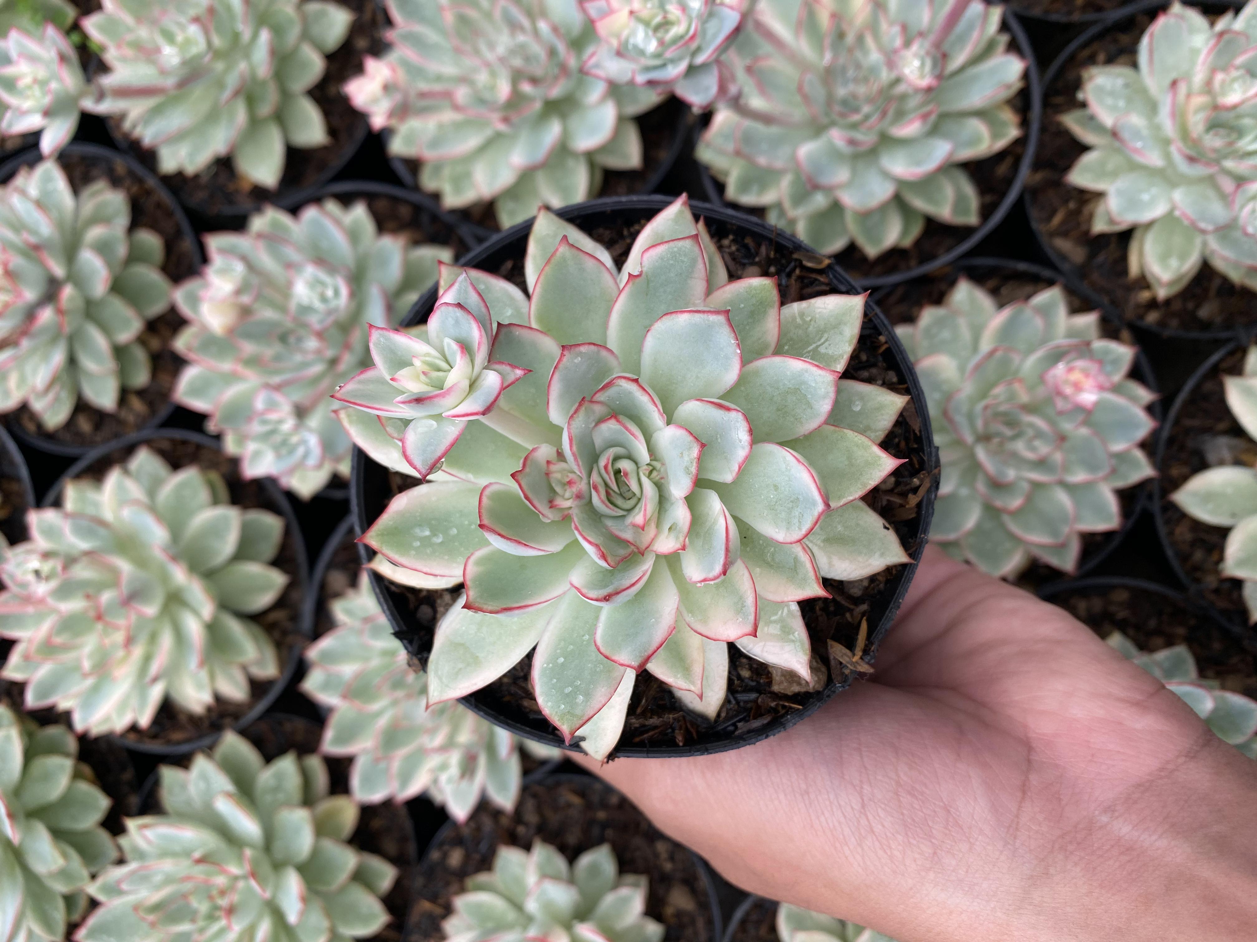 Echeveria Esther White Variegated