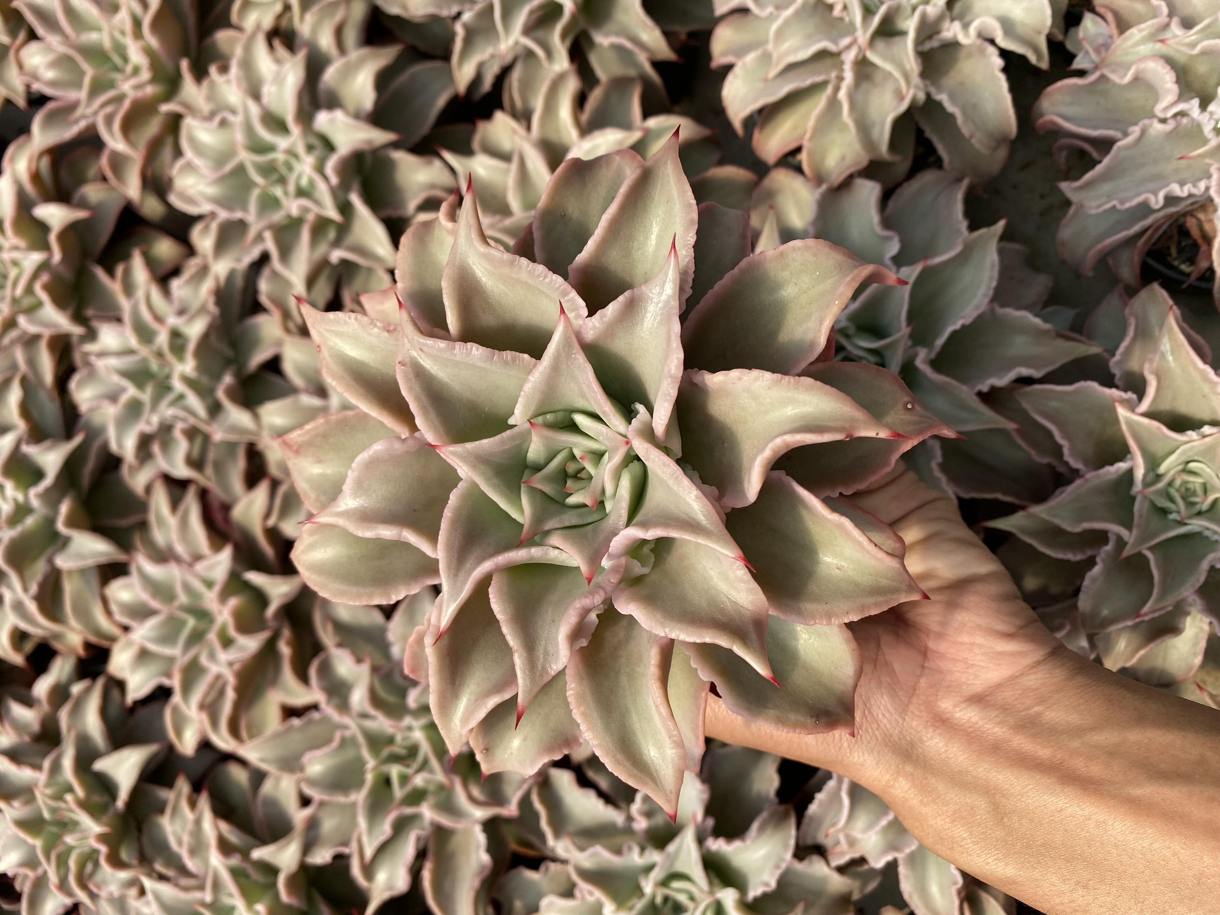 Echeveria Madiba