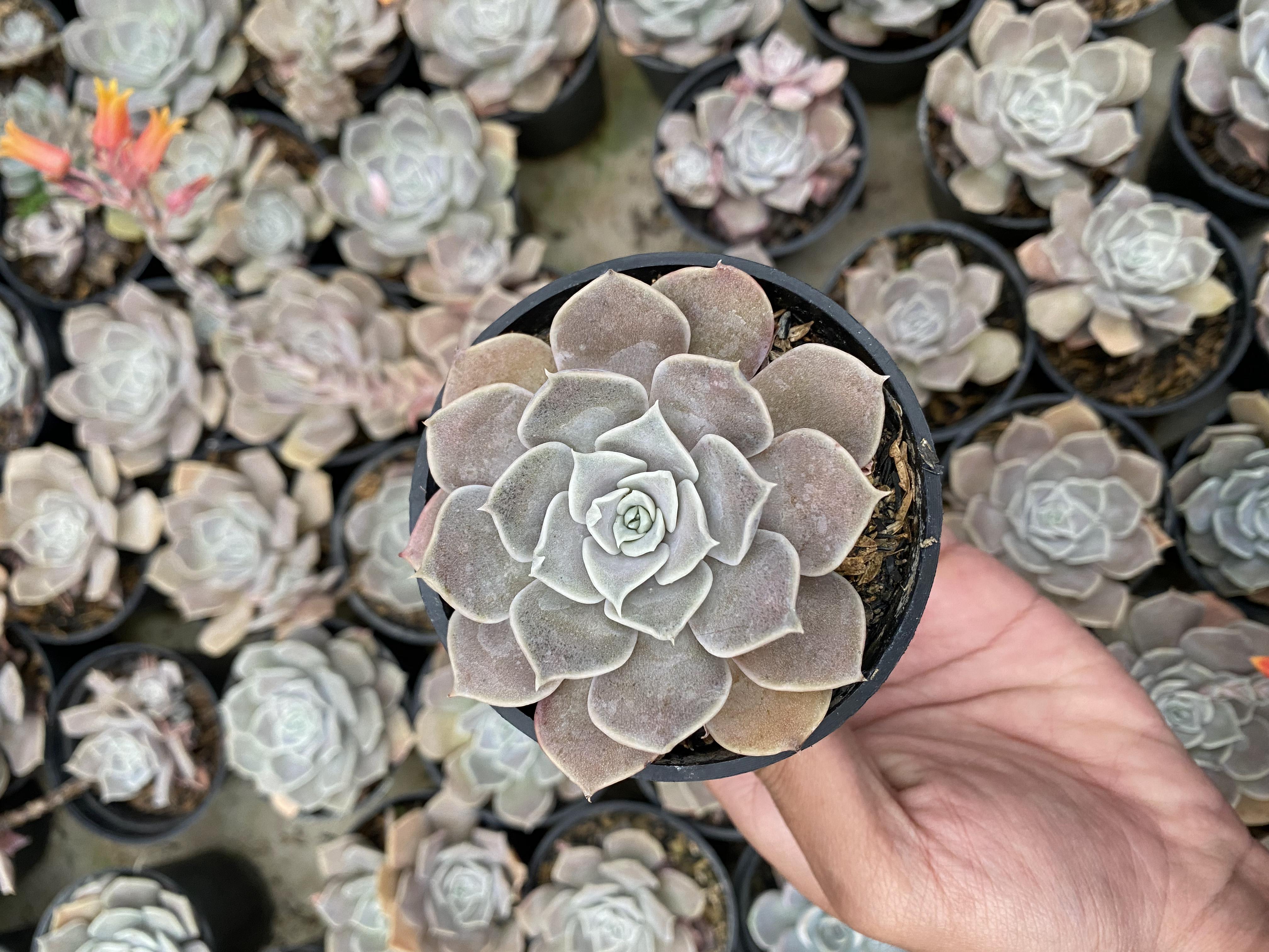 Echeveria Linda Jean