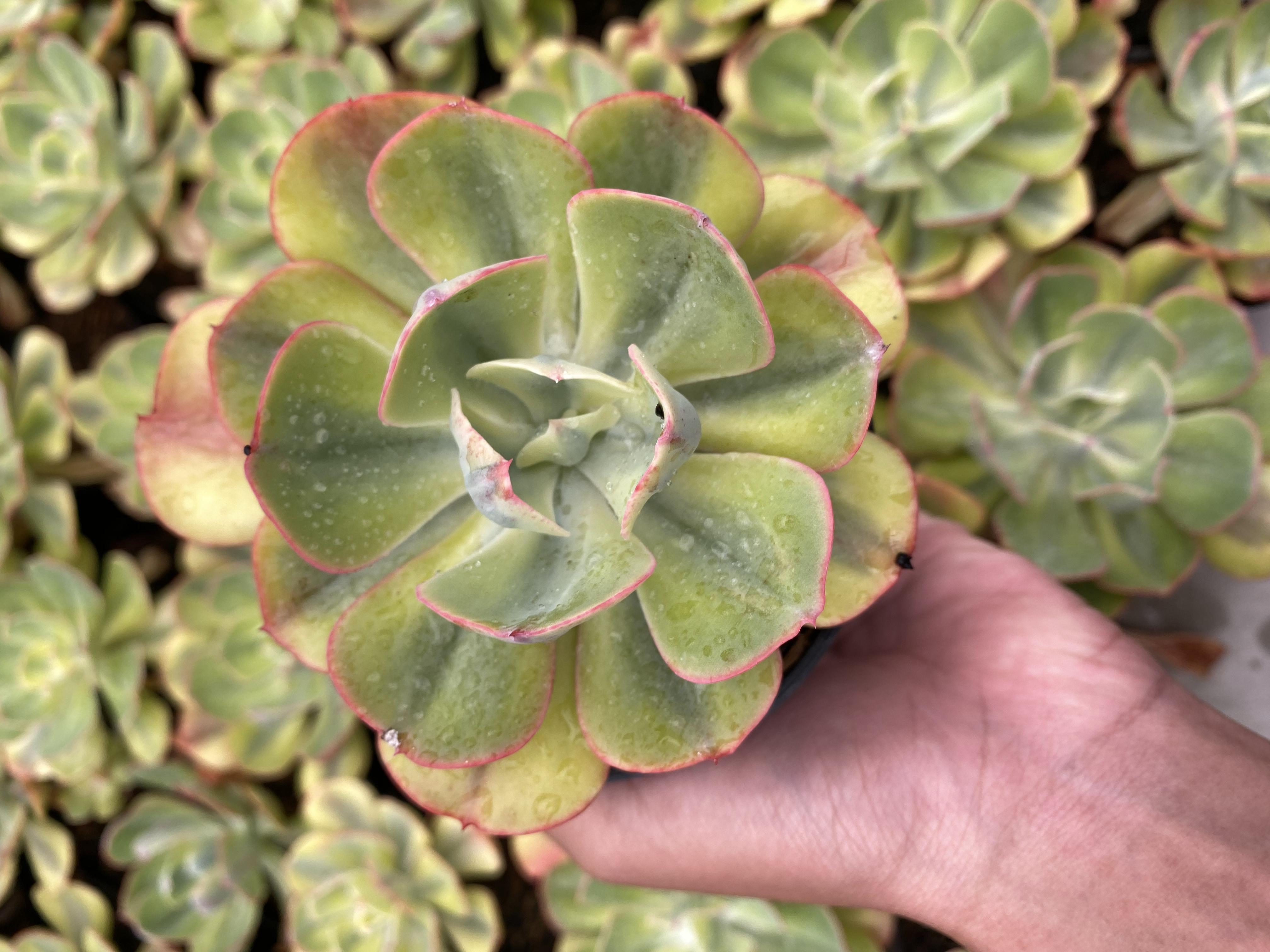 Echeveria Winter Sunset Variegated