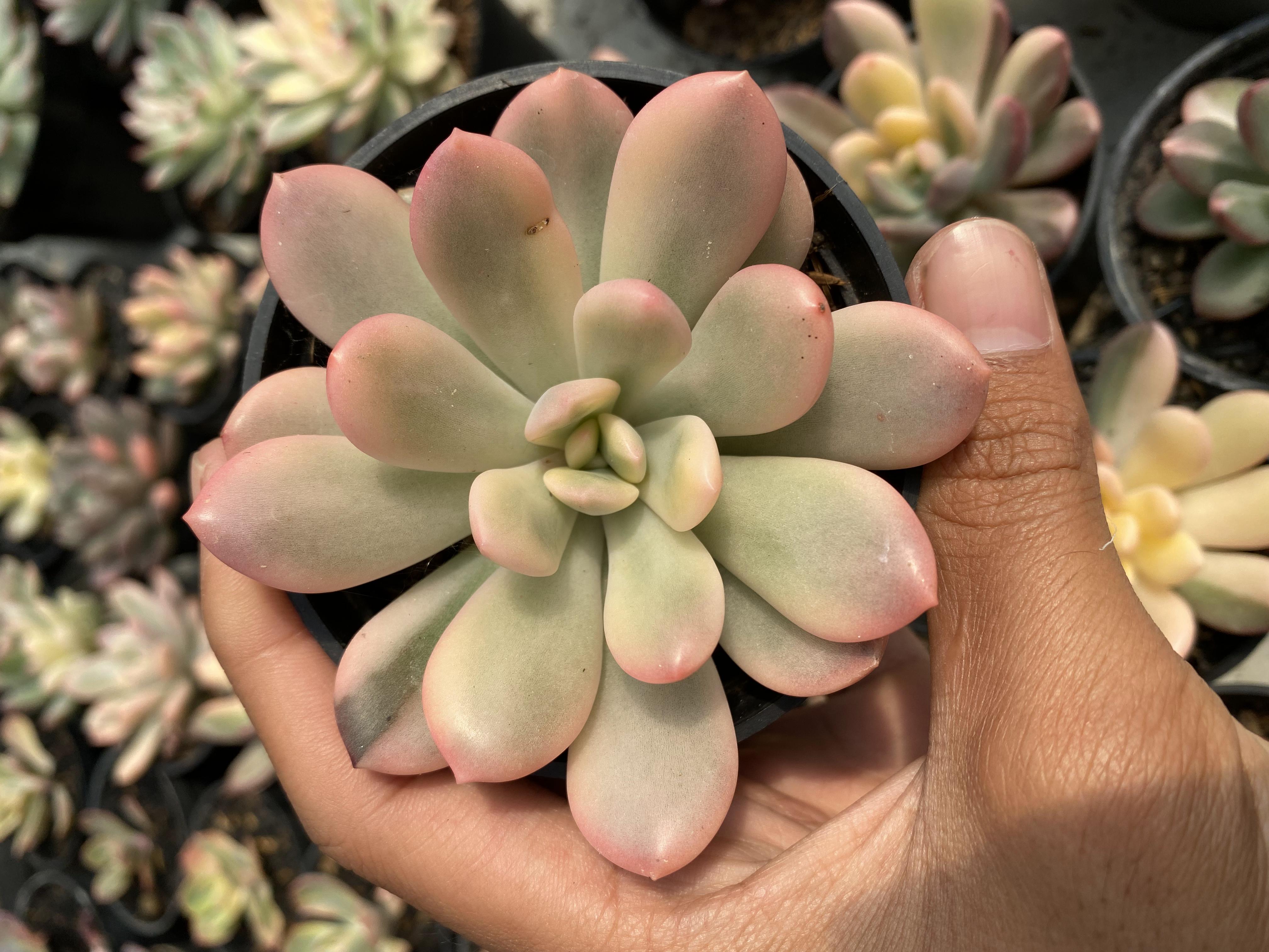 Echeveria Torres Aurea Variegated