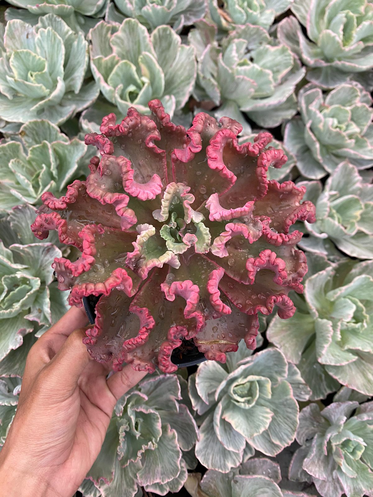 Echeveria Octopus