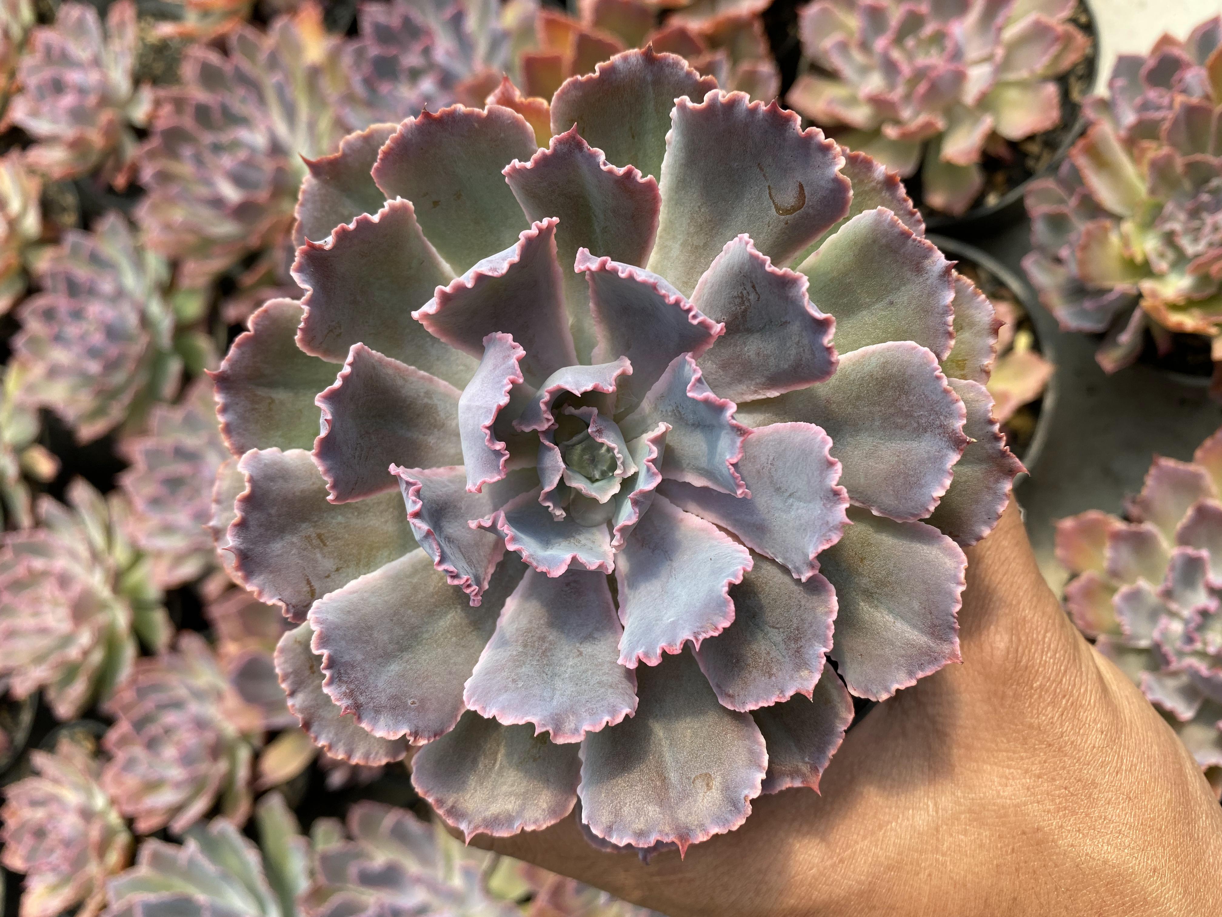 Echeveria Neon Breakers