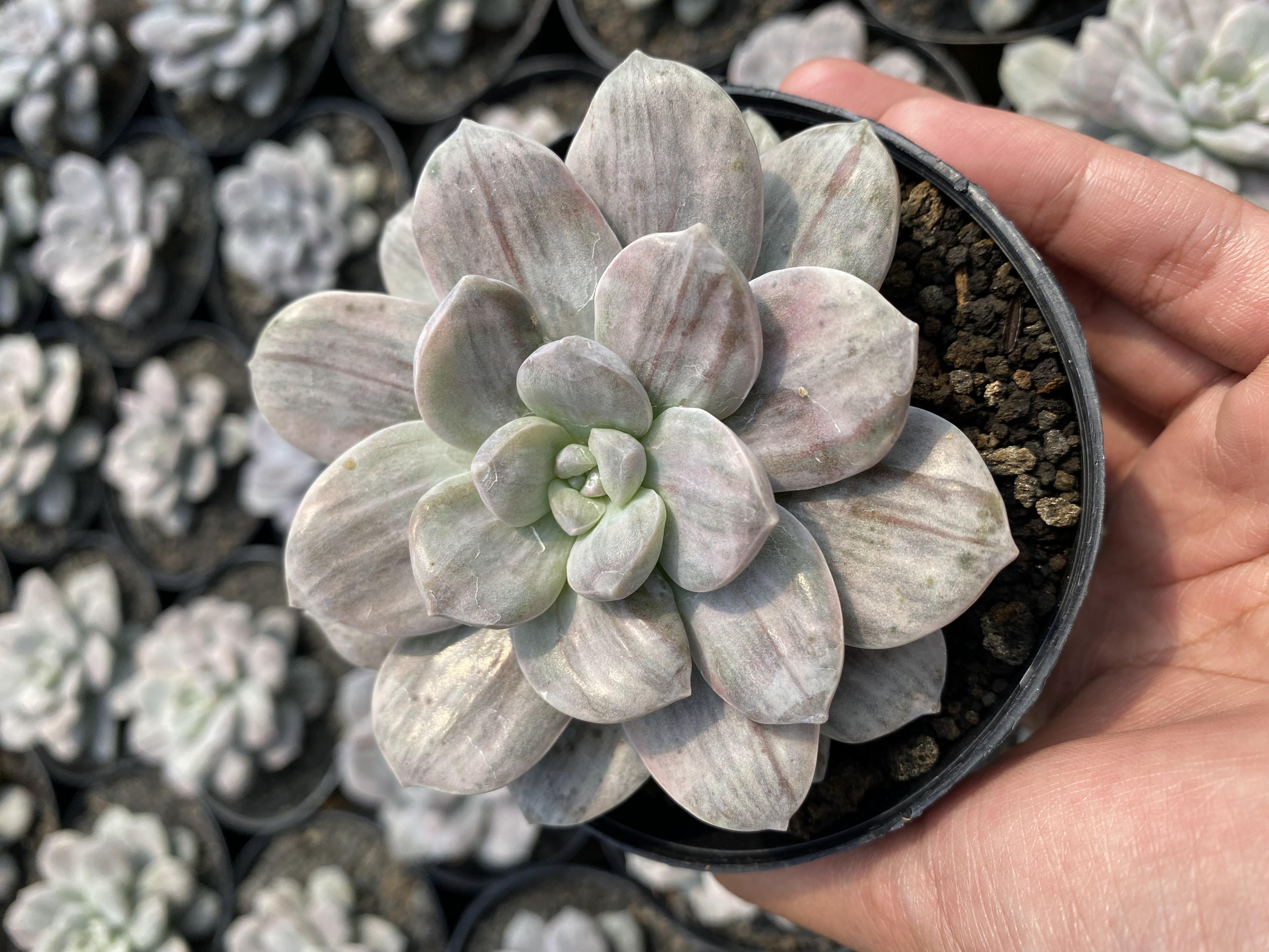 Graptopetalum Silverbum