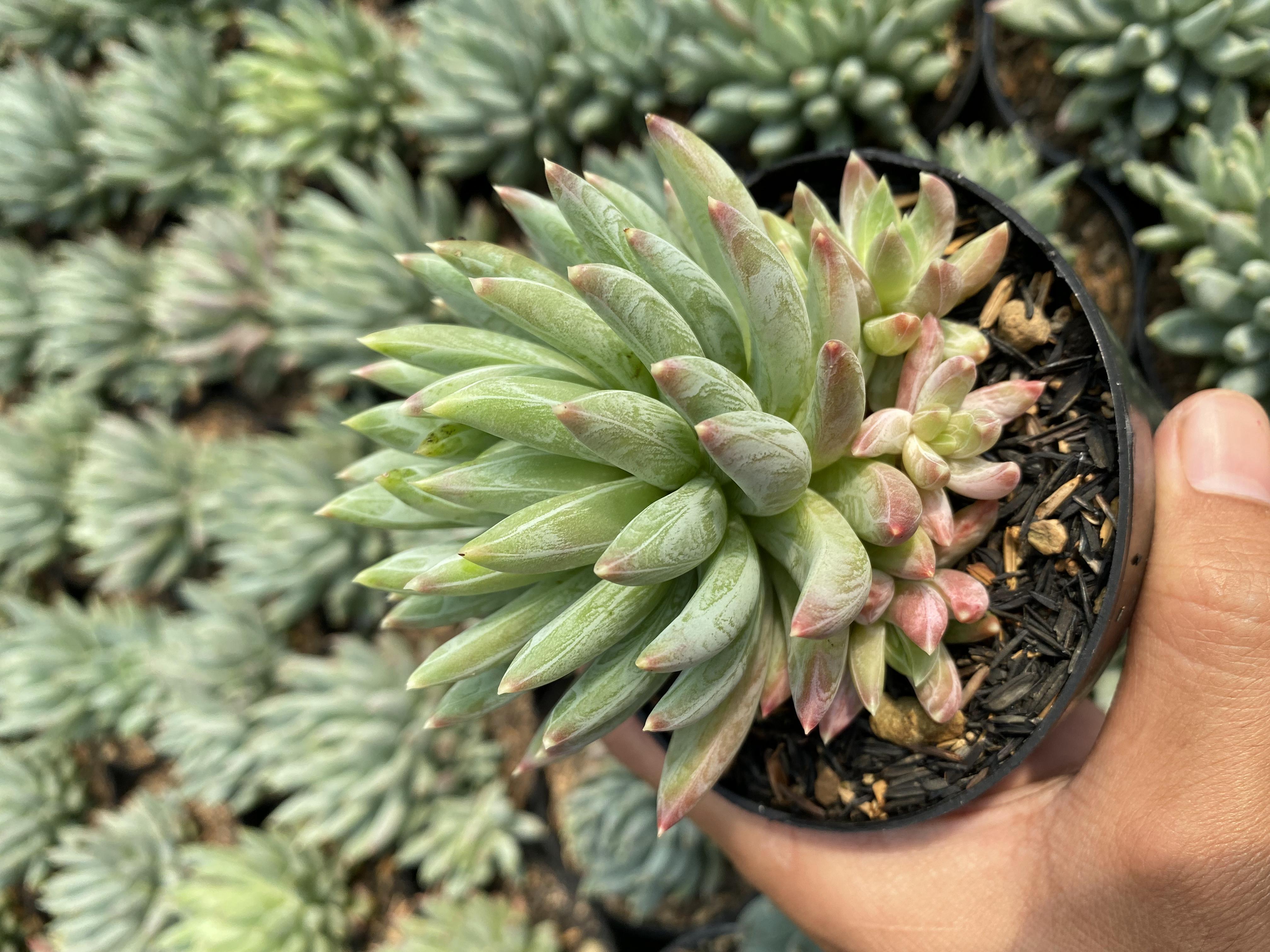 Pachyveria 'Glauca'