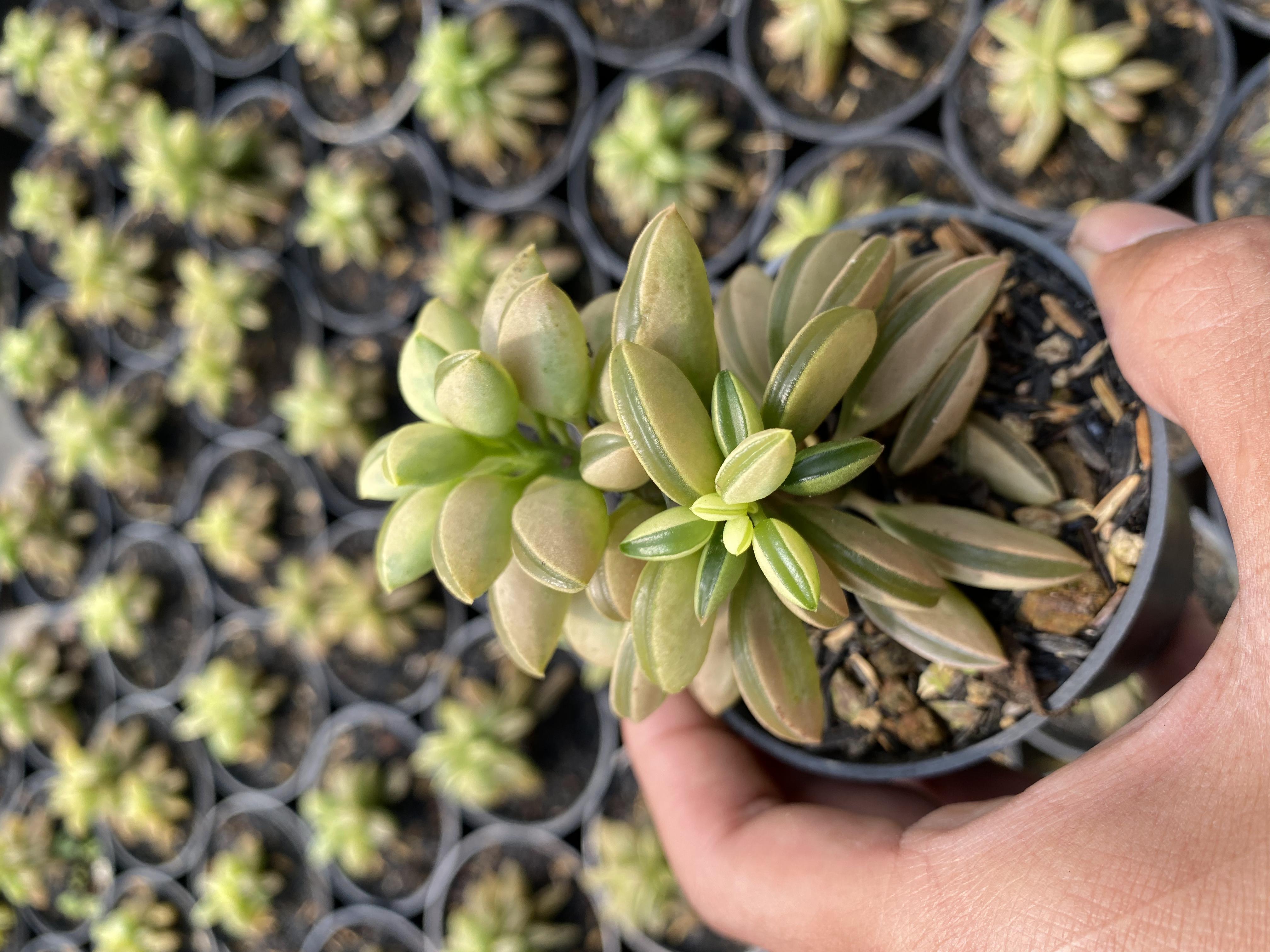 Peperomia Dolabriformis Variegated