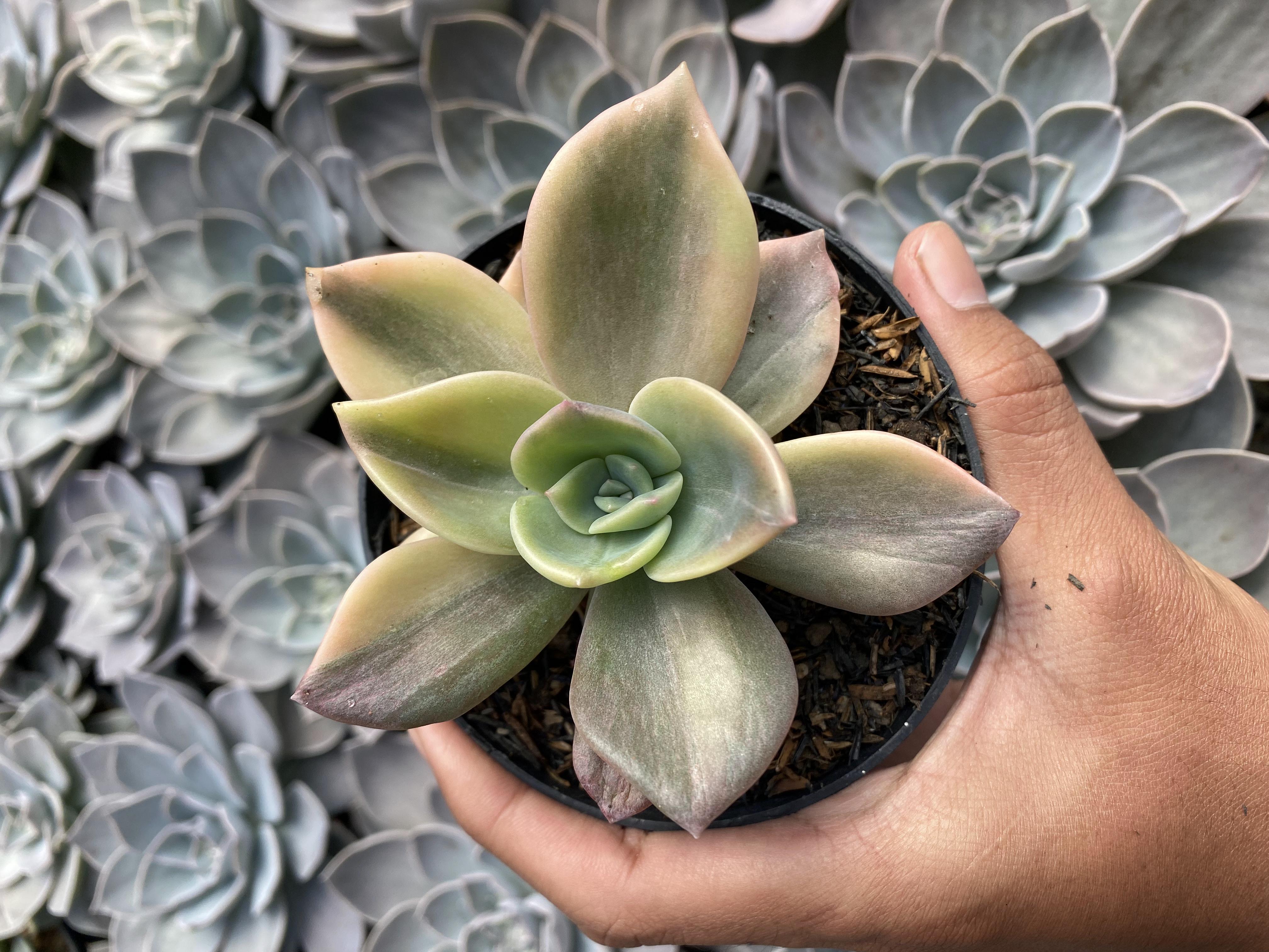 Graptoveria Albert Baynes Variegated