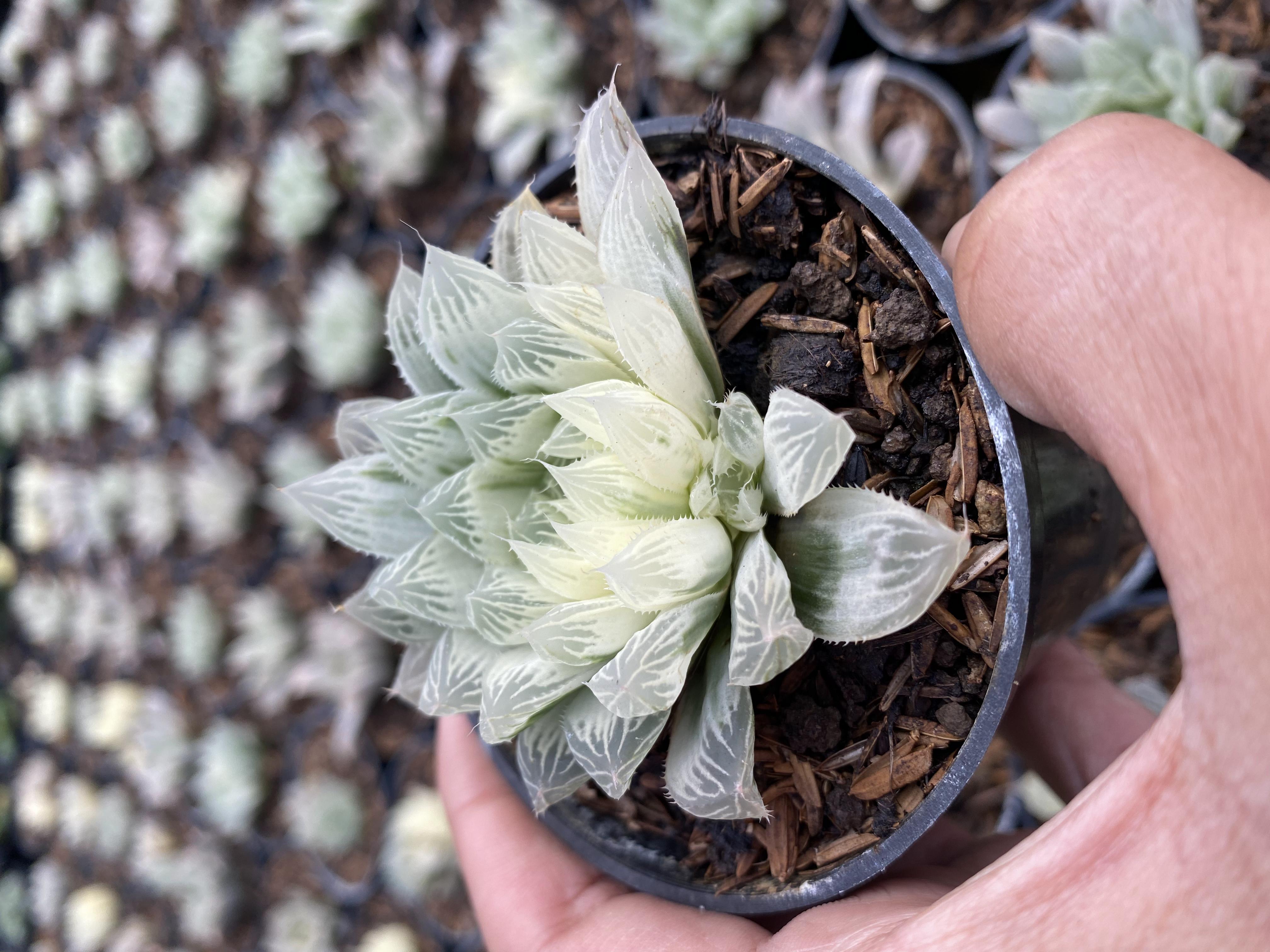 Haworthia Cooperi Cv. Variegata Crystal