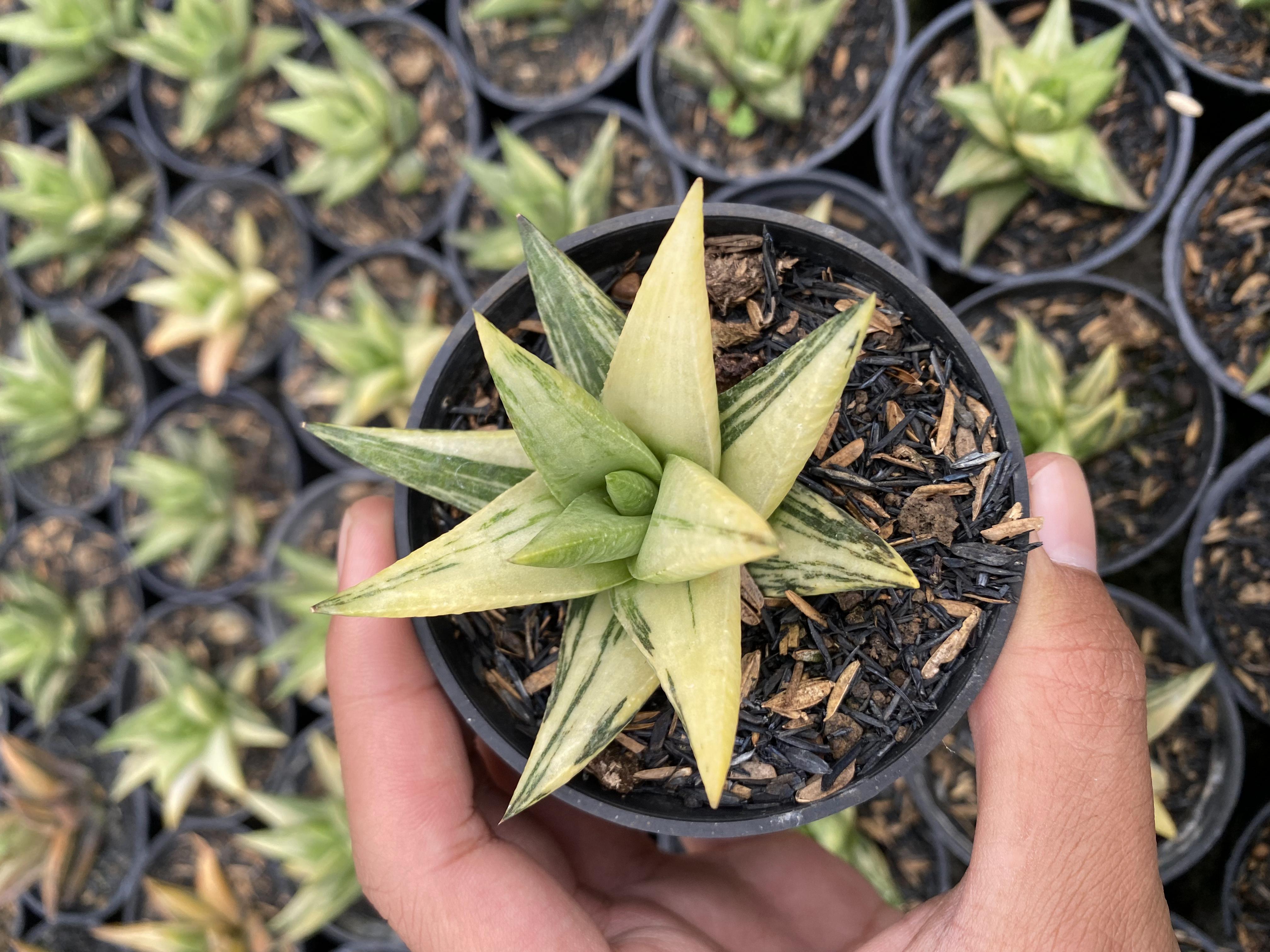 Haworthia Giant Glabrata Var