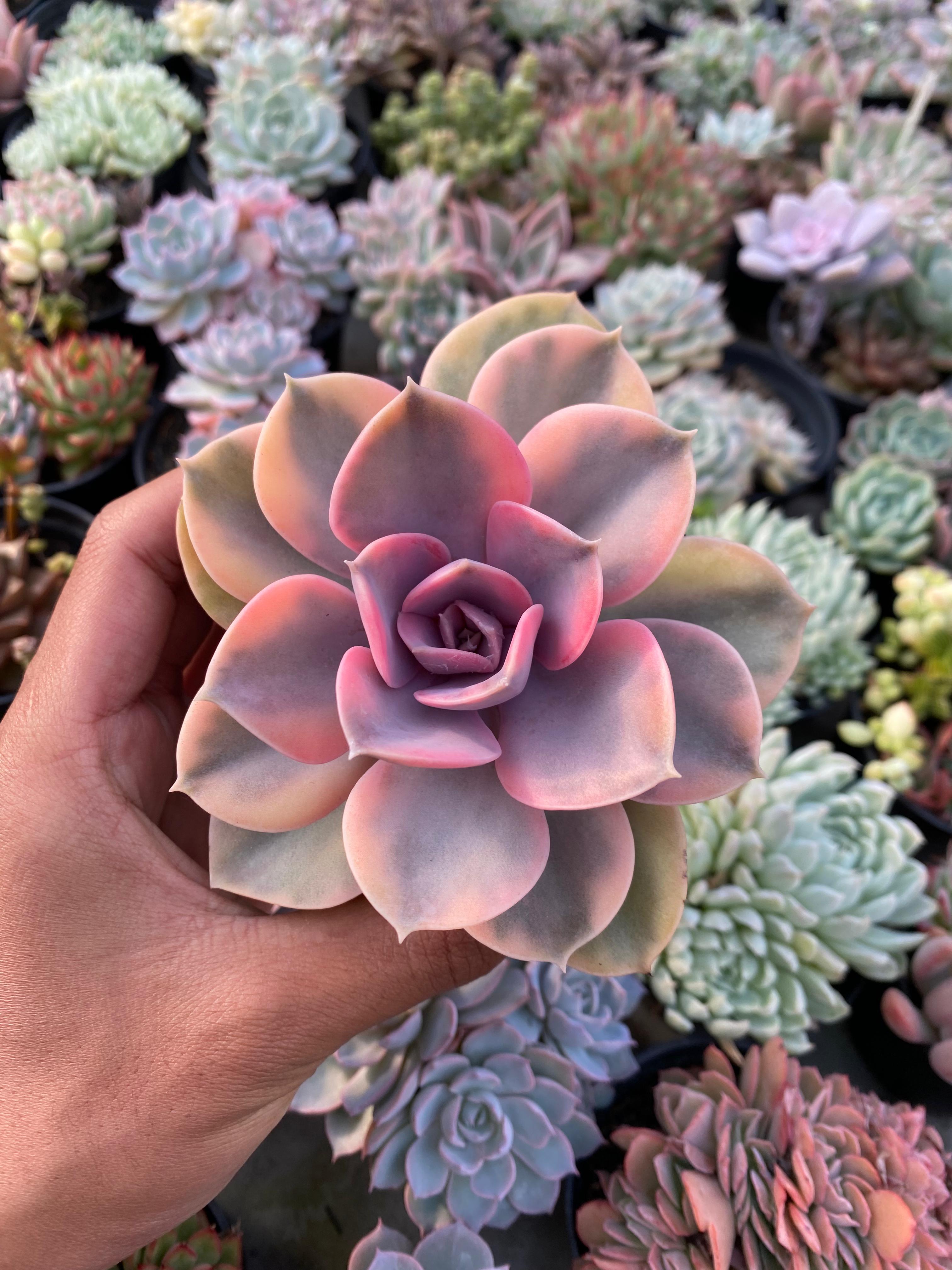 Echeveria Perle West Rainbow