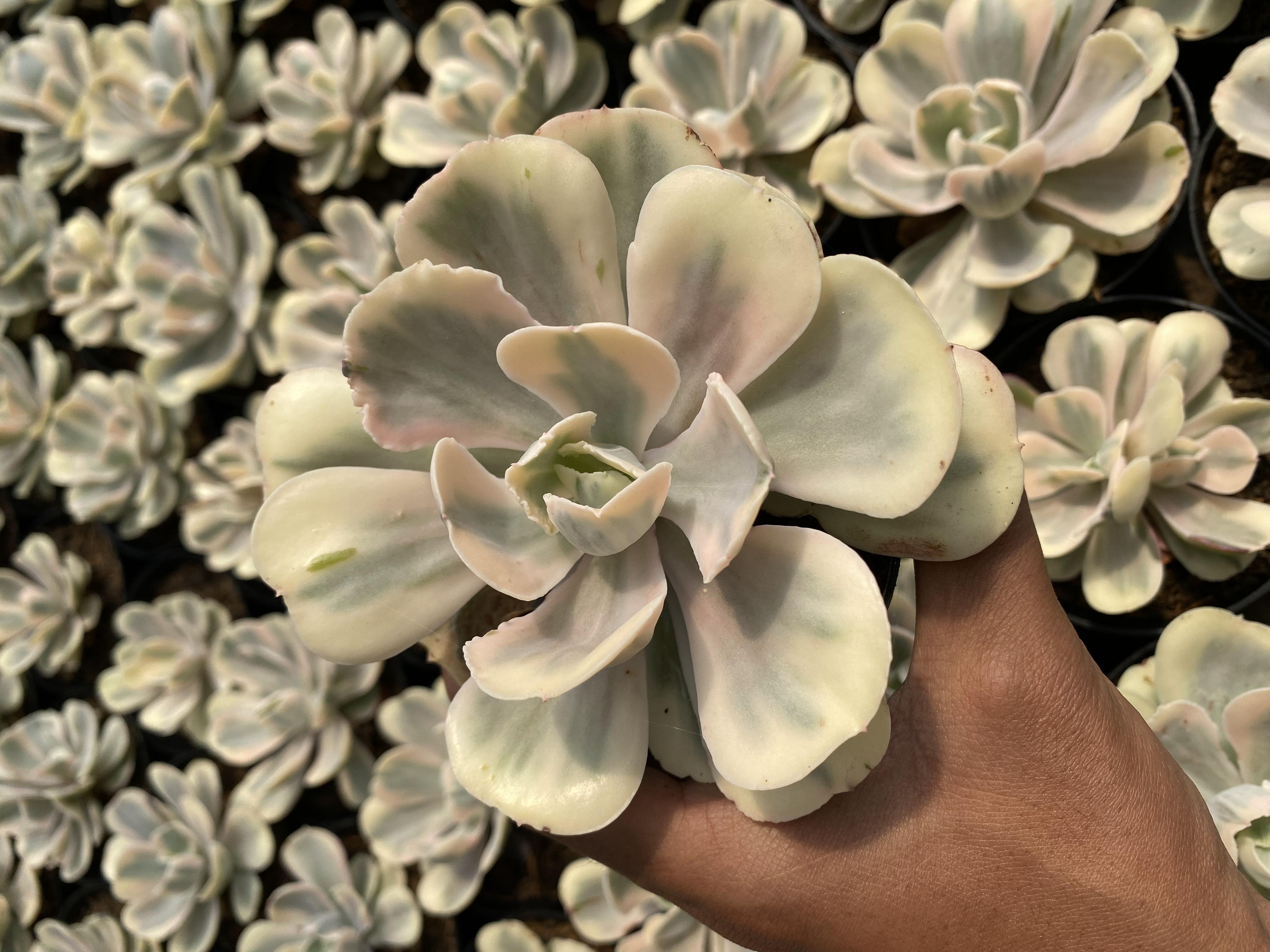 Echeveria Shaviana White Angel