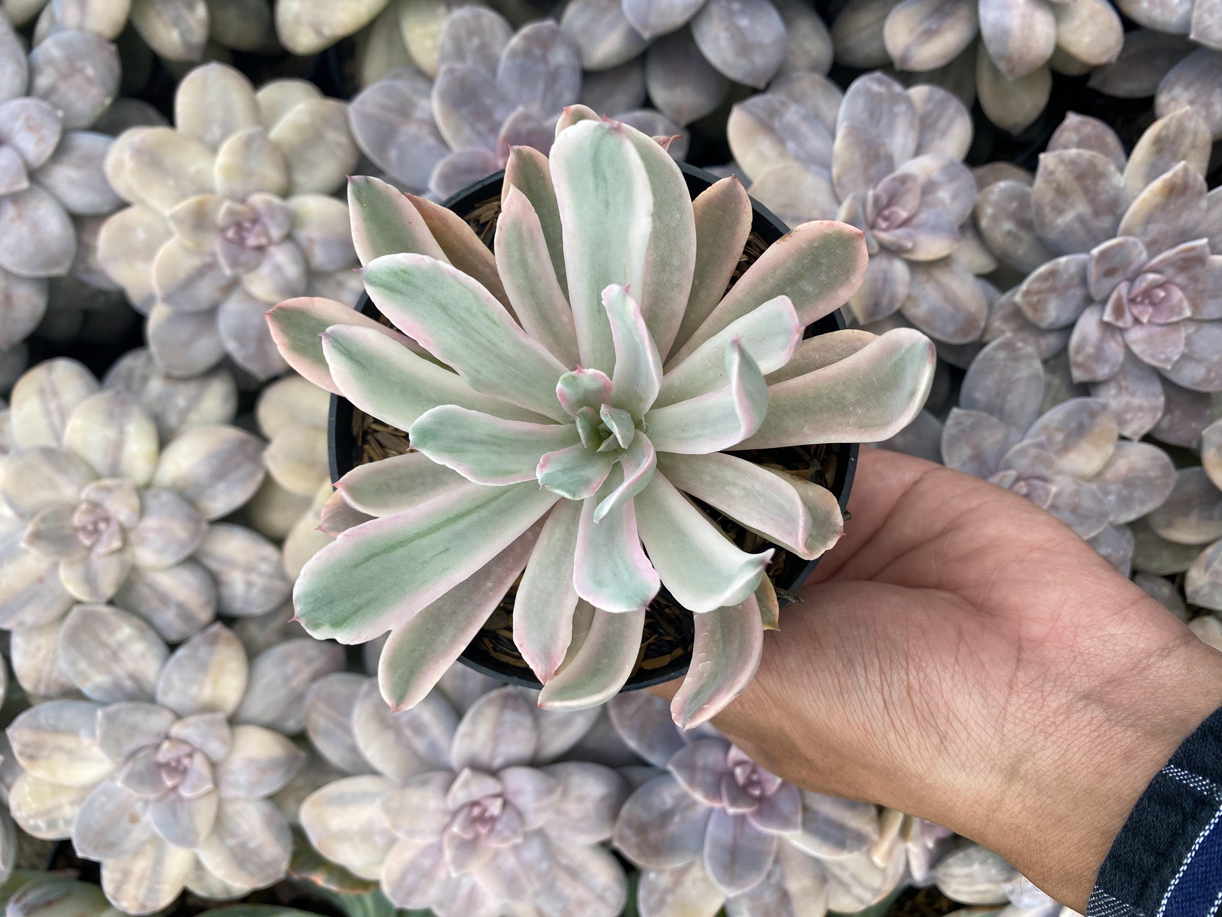 Echeveria Hooveyi Variegated