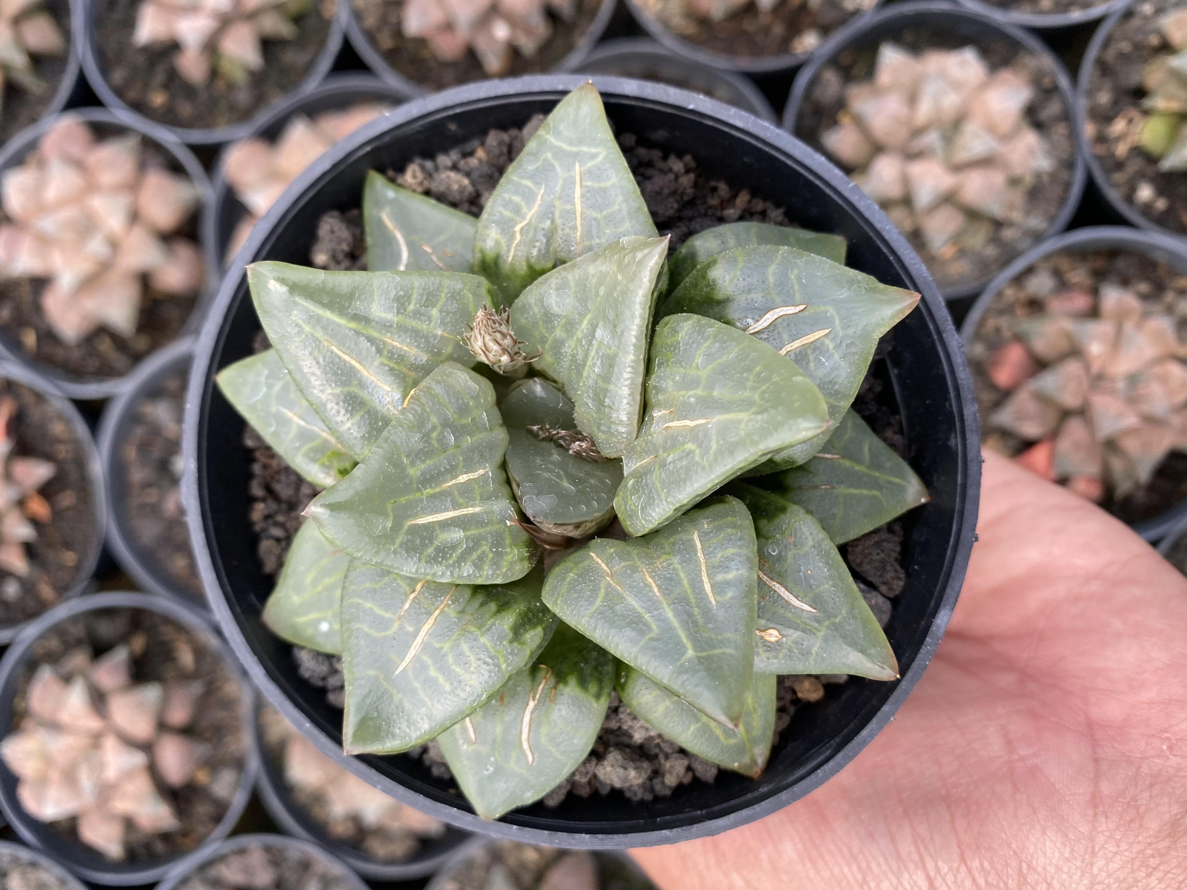 Haworthia Hybrid