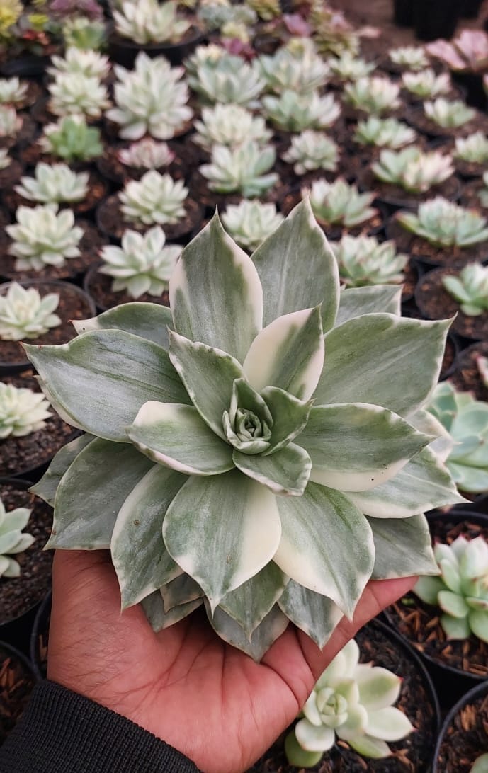 Echeveria Agavoides Rubella Var