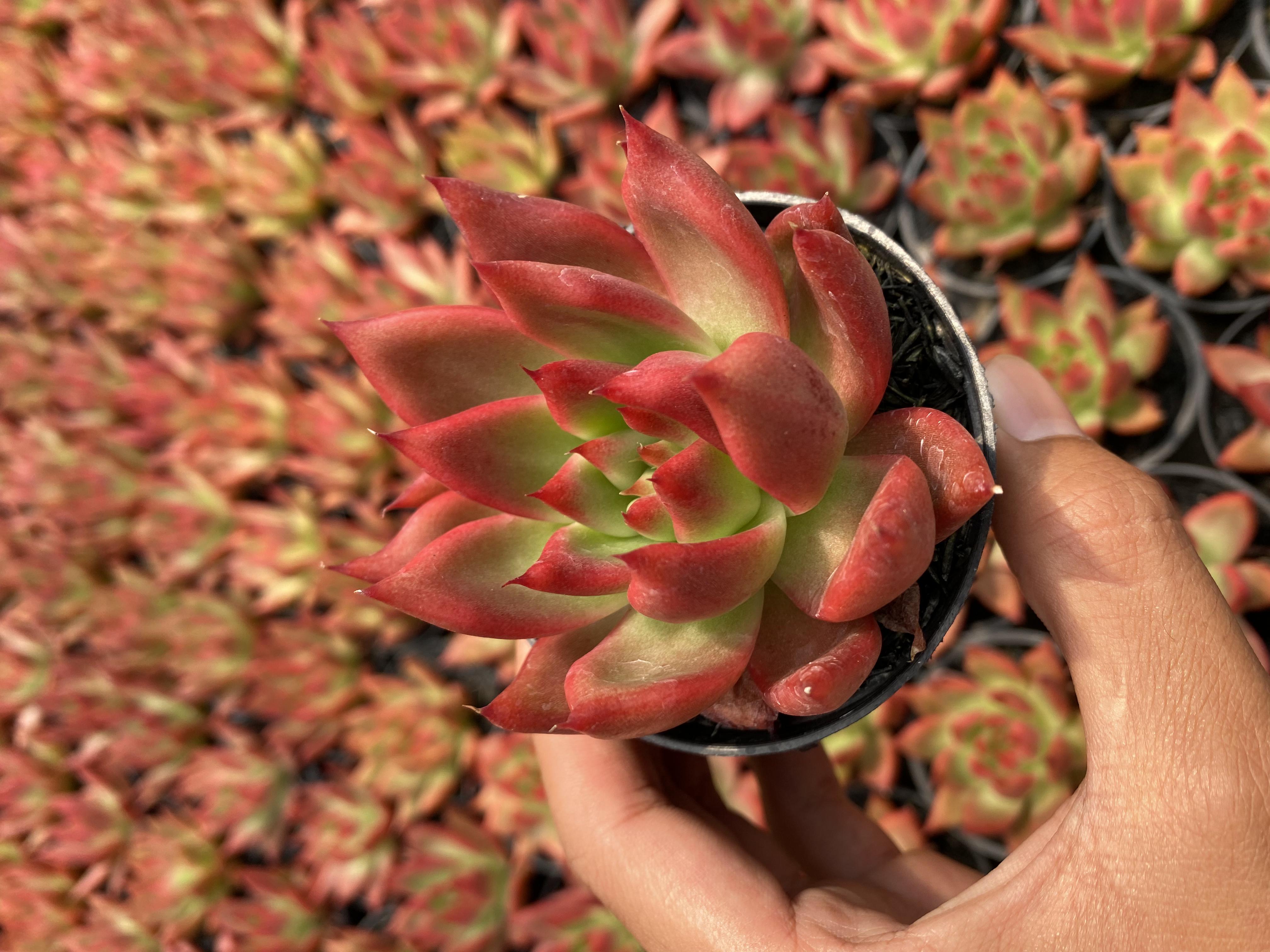 Echeveria Agavoides Frankreinelt