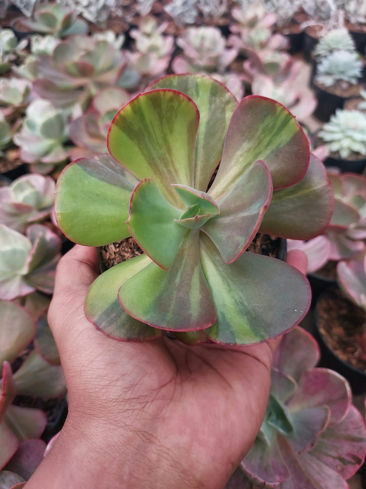 Echeveria Party Dress Variegated 