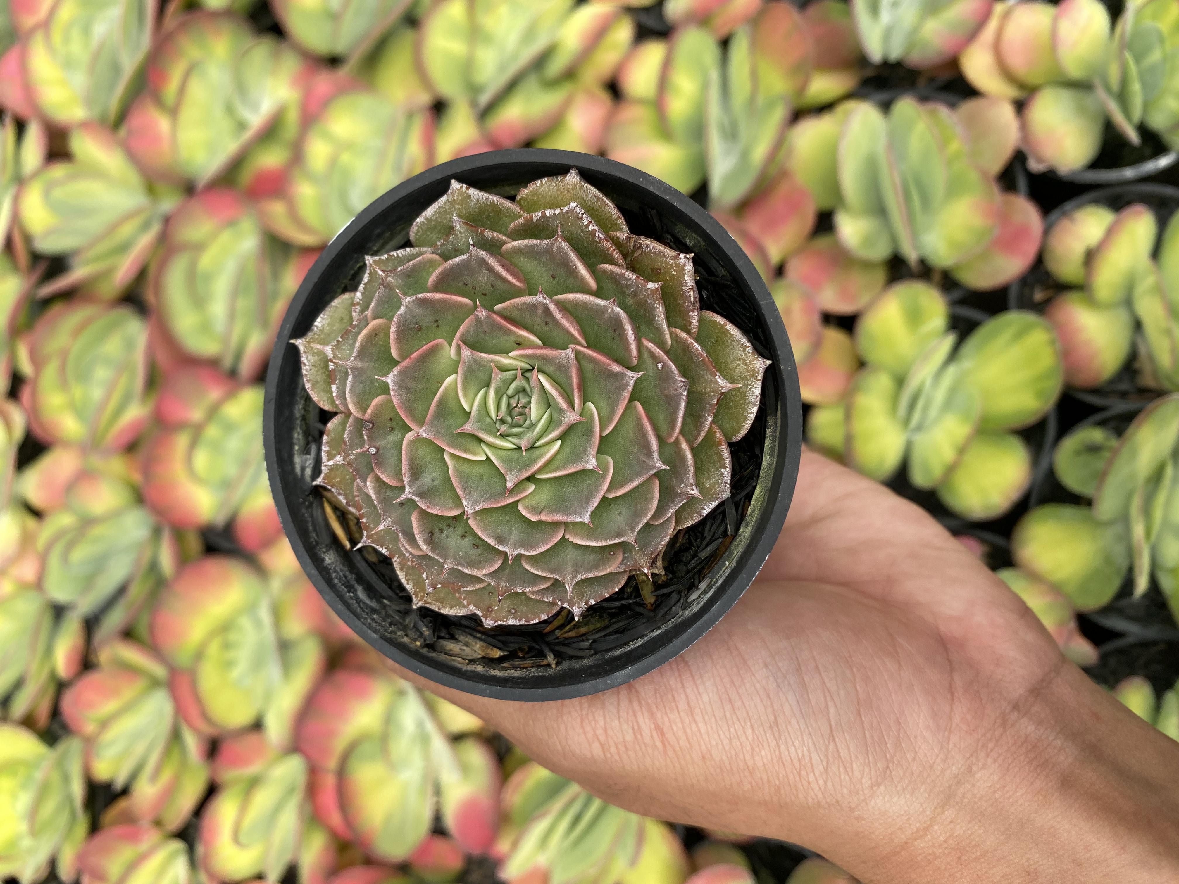 Graptopetalum Bellum