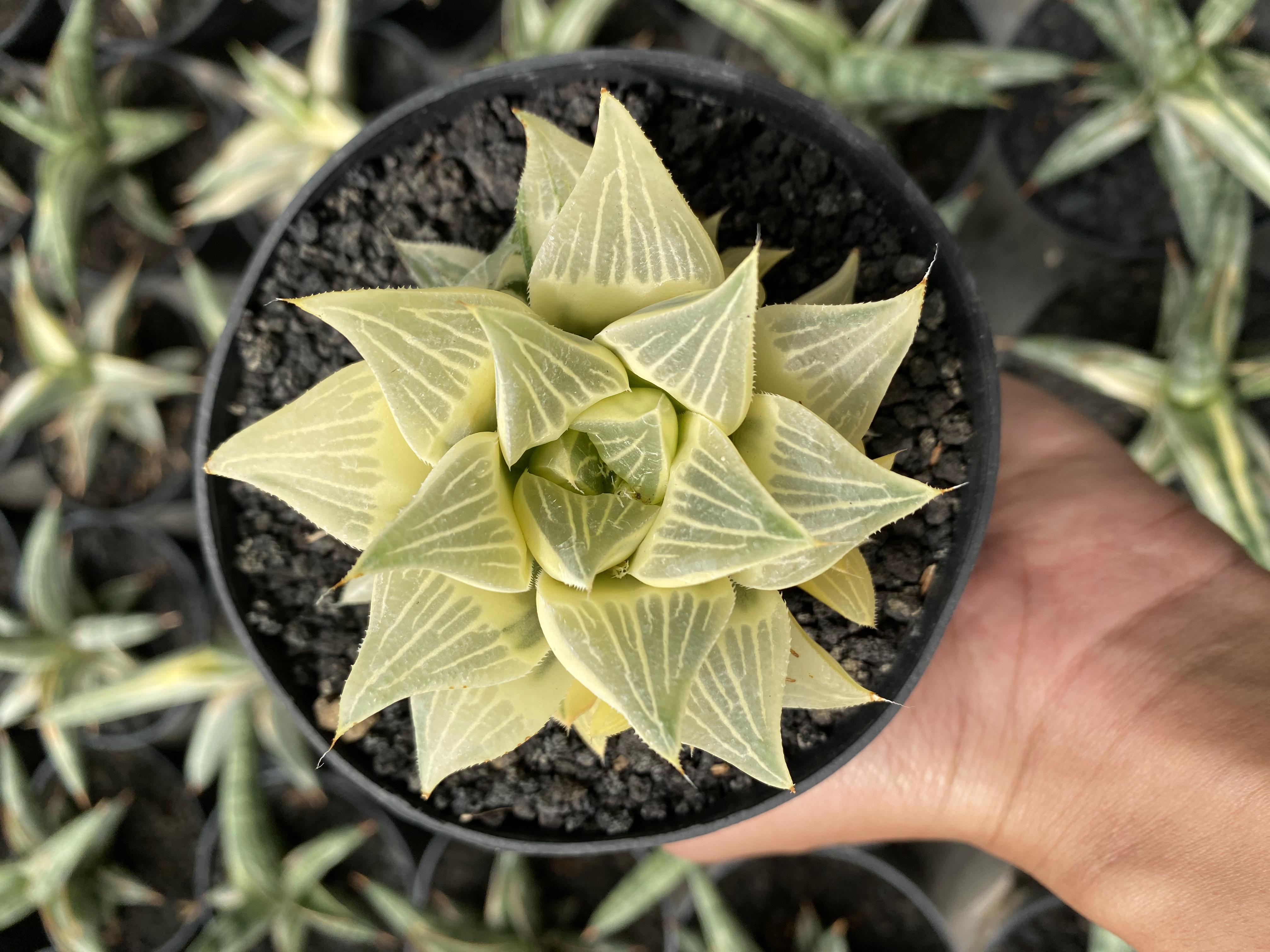 Haworthia Magnifica Variegated