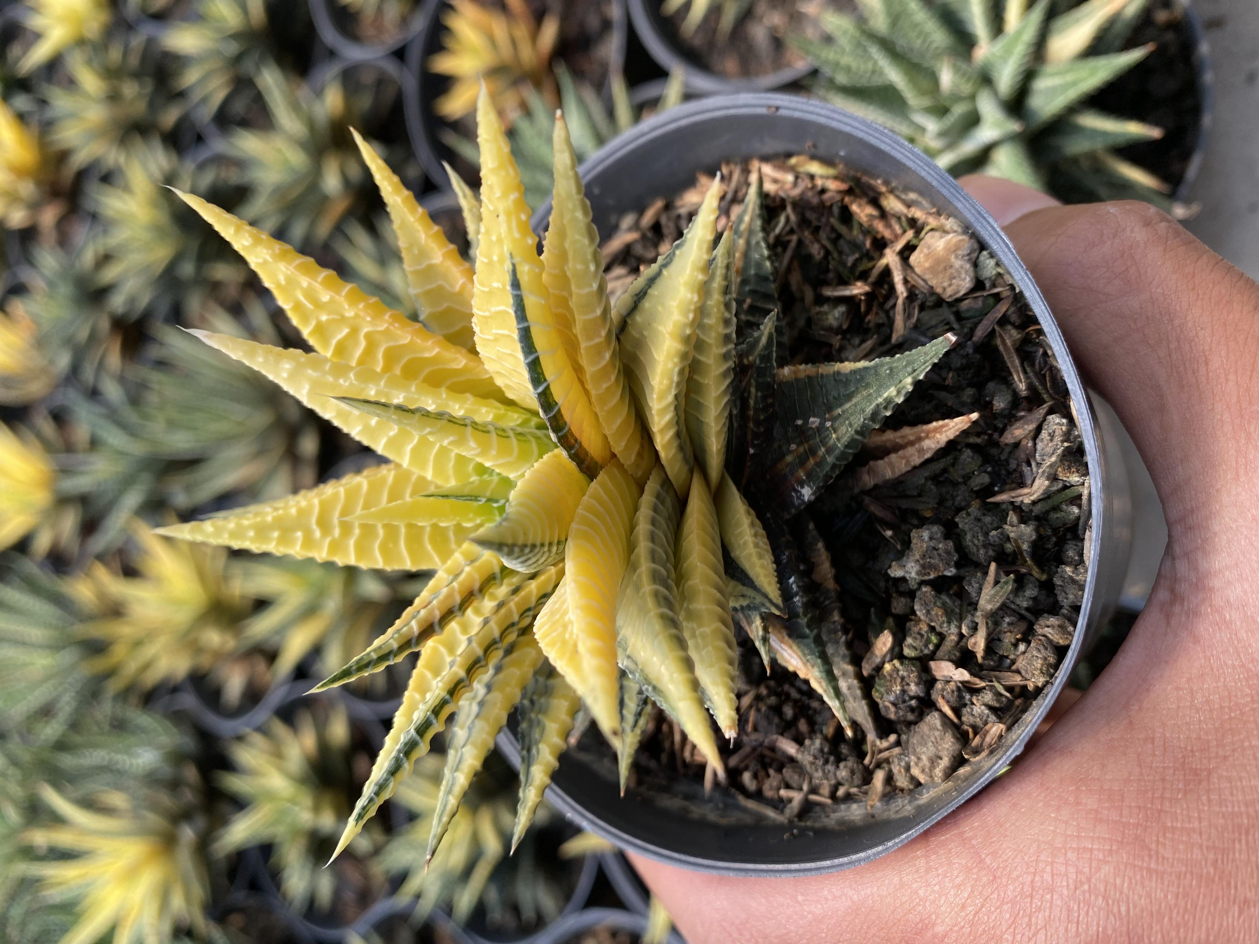 Haworthia Limifolia Hybrid Var