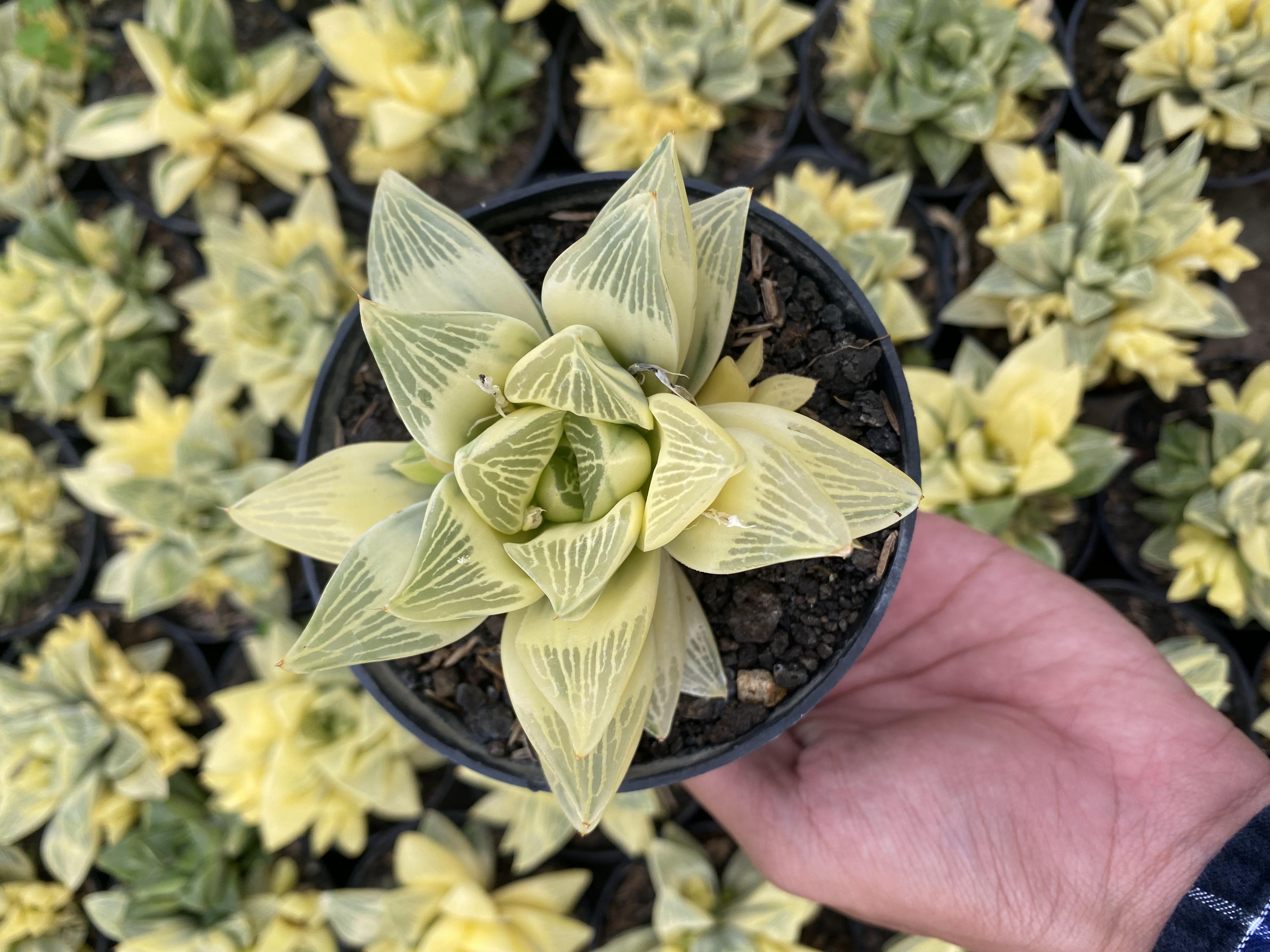 Haworthia Retusa Variegated