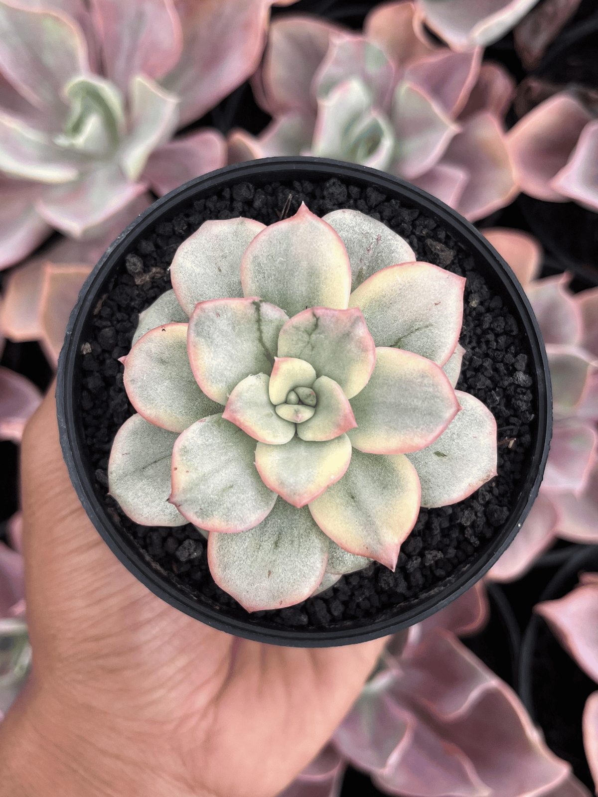 Echeveria Milky Prince