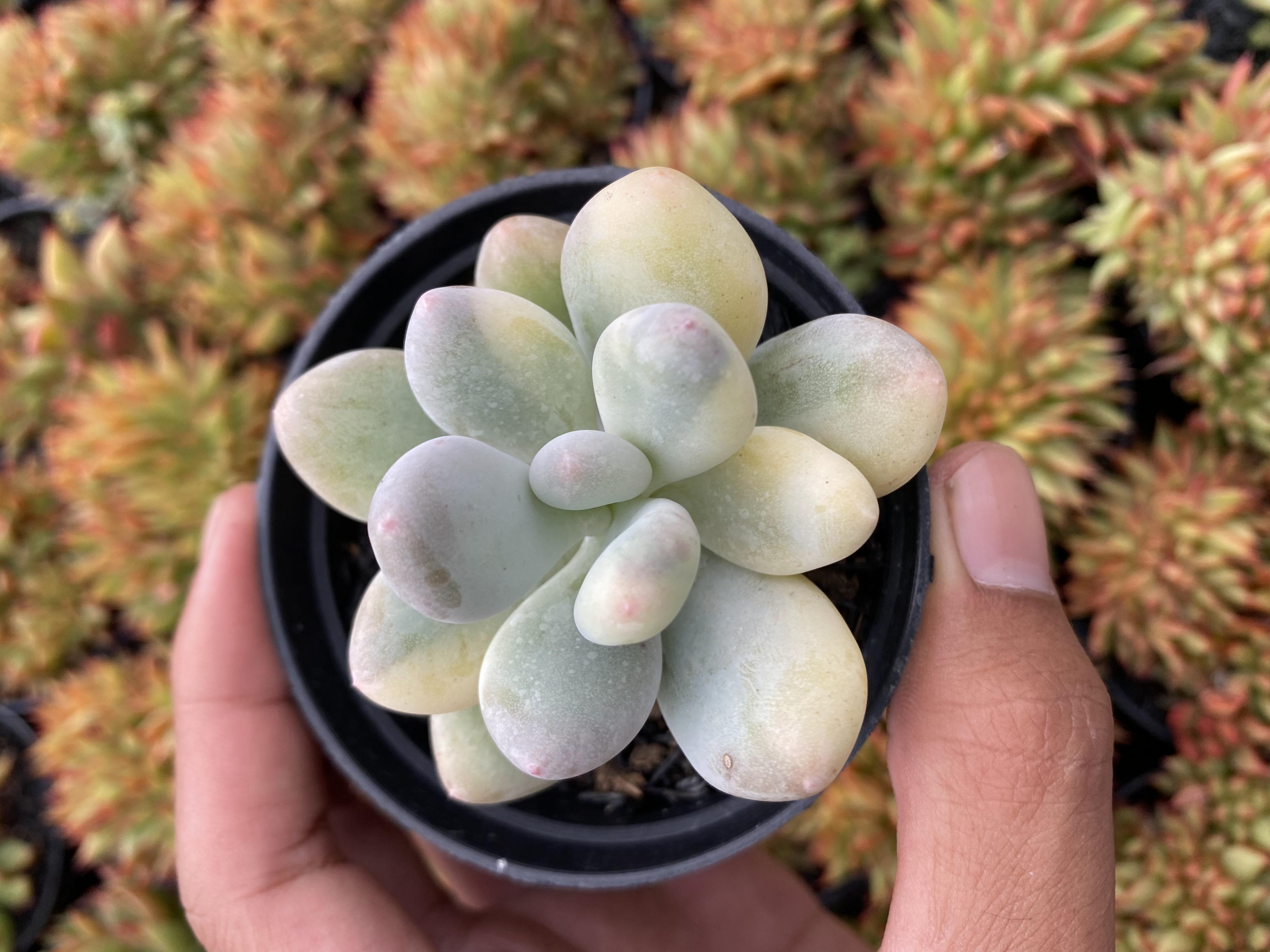 Pachyphytum Oviferum Variegated