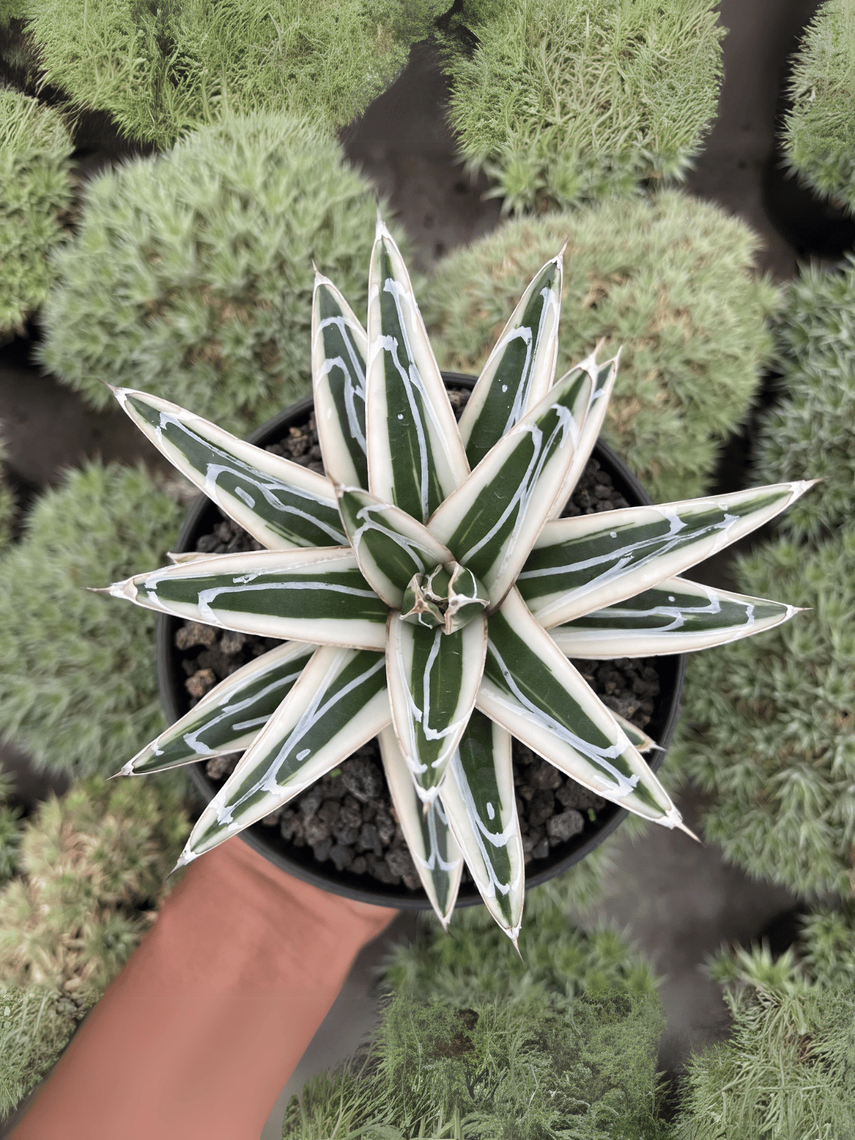 Agave White Rhino 