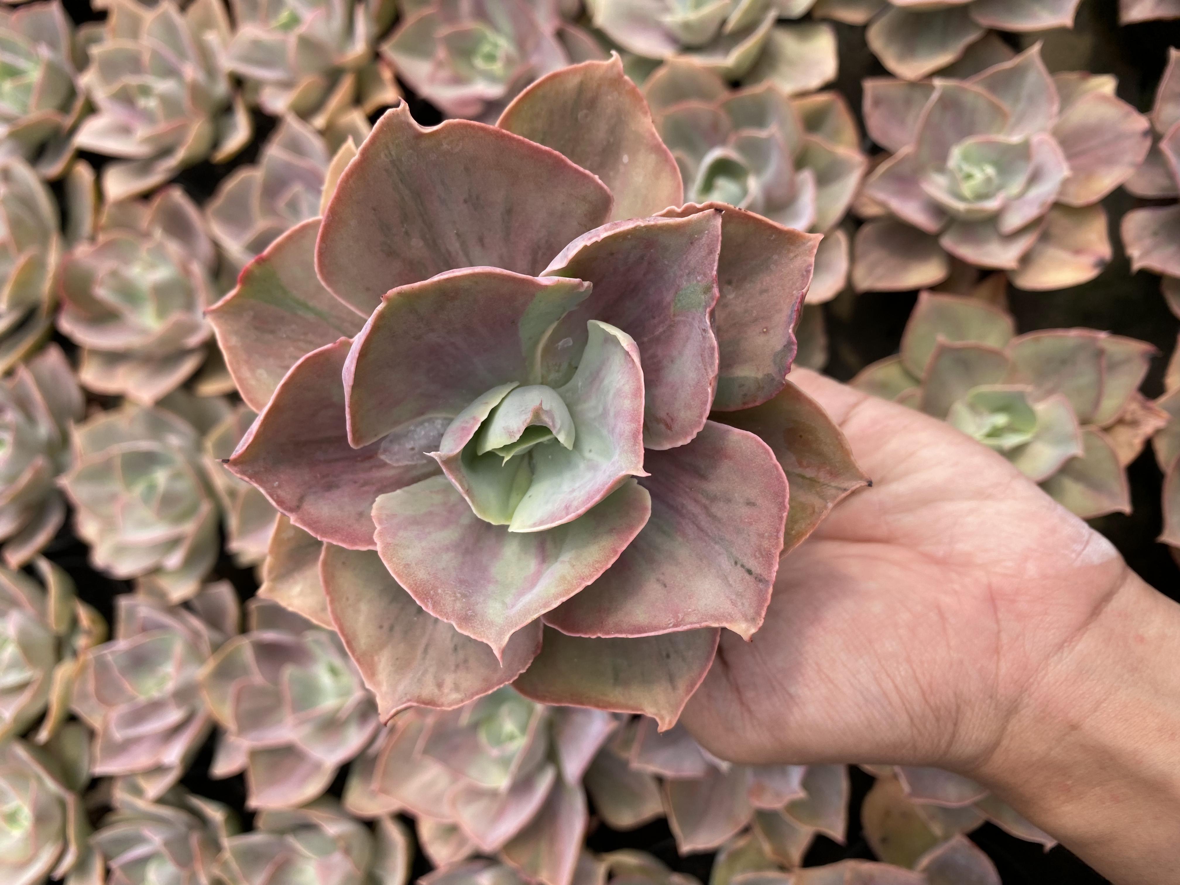 Echeveria Shaviana Rose Rainbow