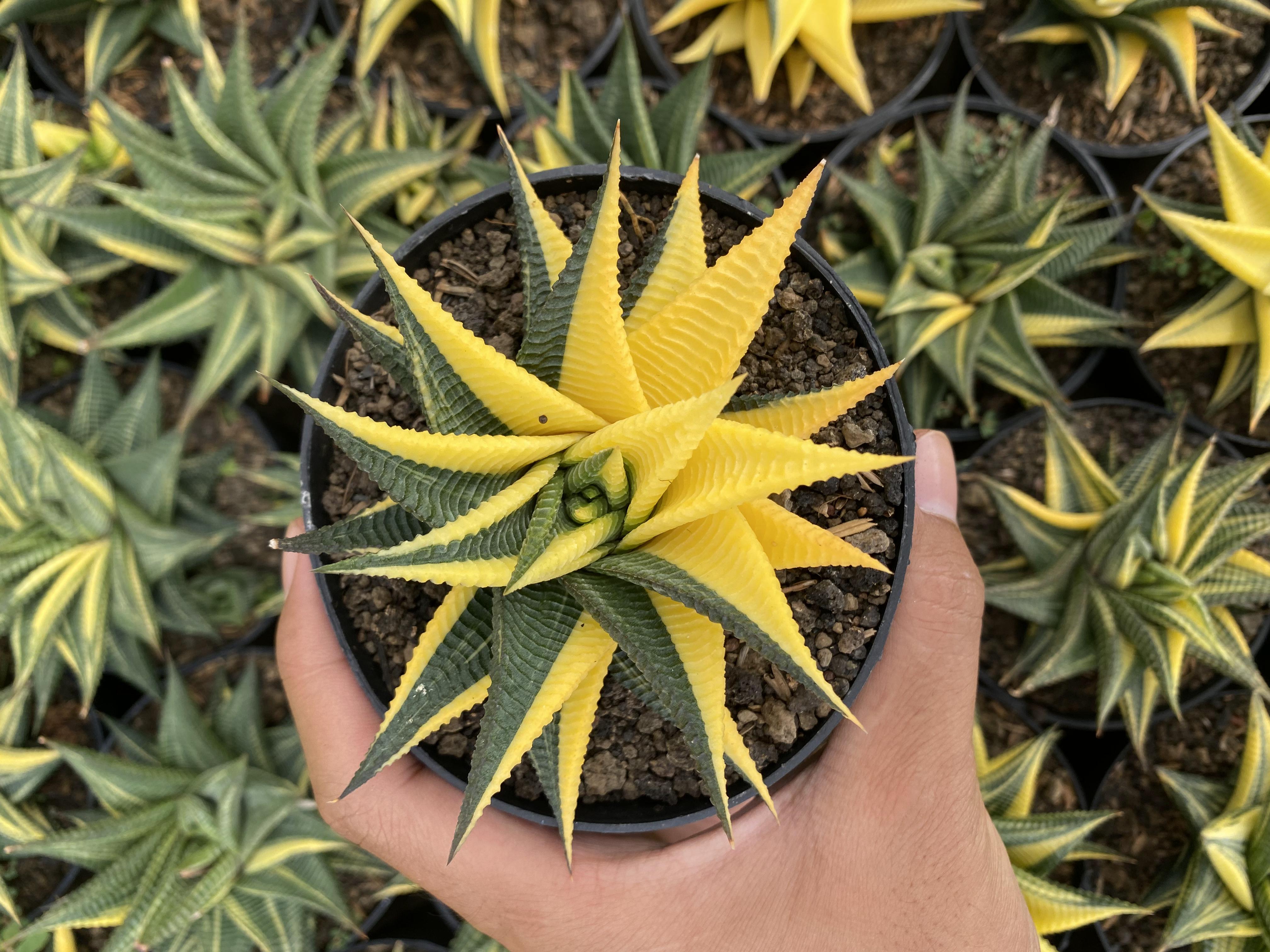 Haworthia Limifolia Variegated