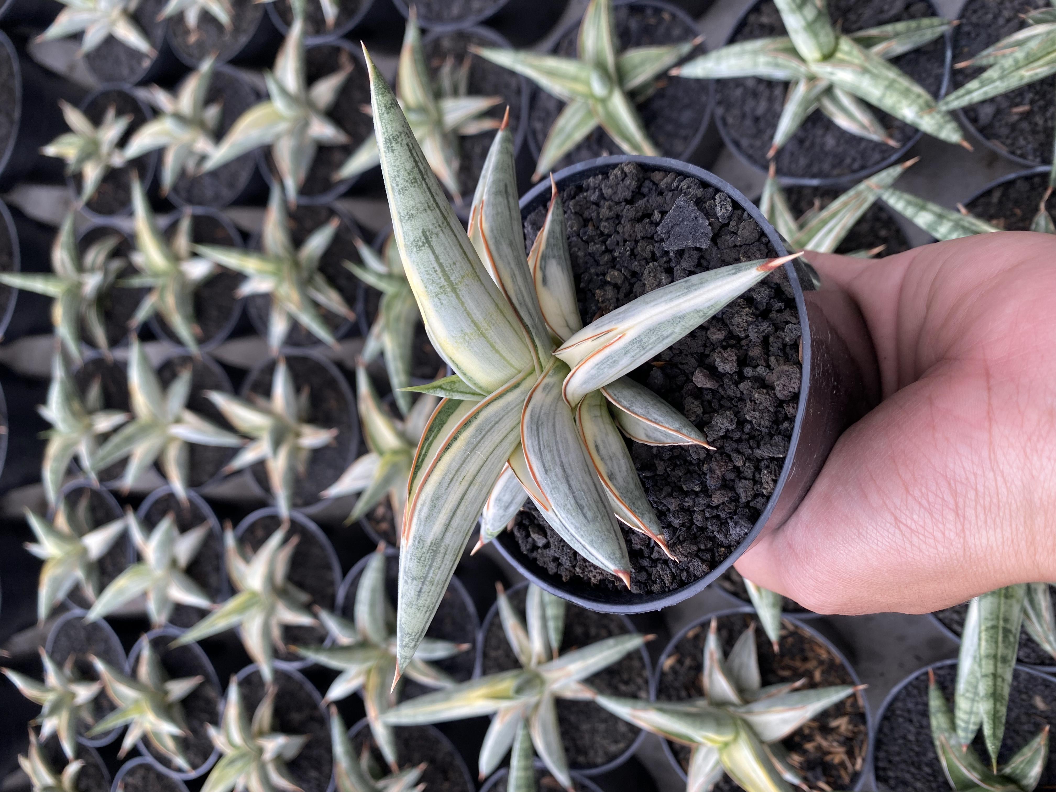 Sansevieria Blue Clone White Variegated